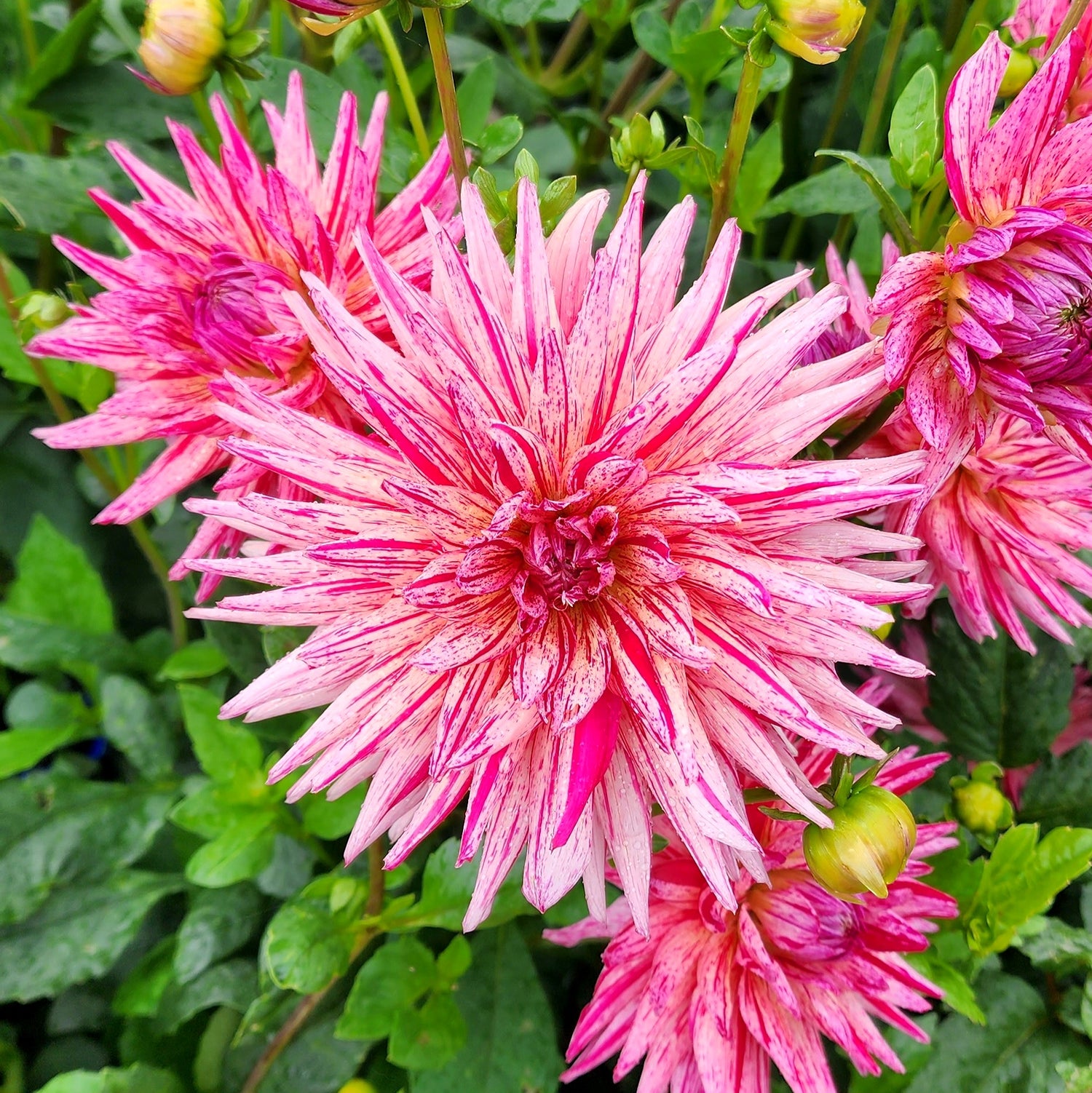 Alain Mimoun Cactus Dahlia