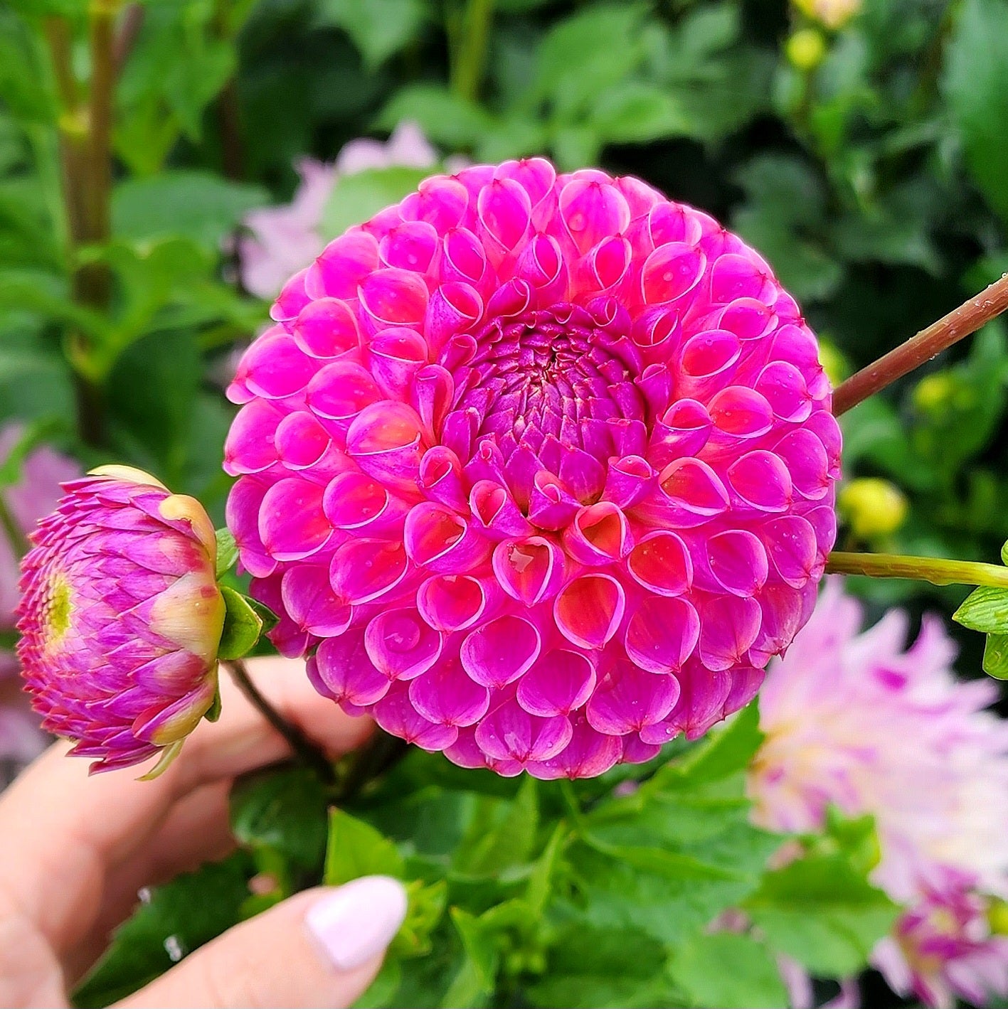 Caitlin's Joy Ball Dahlia