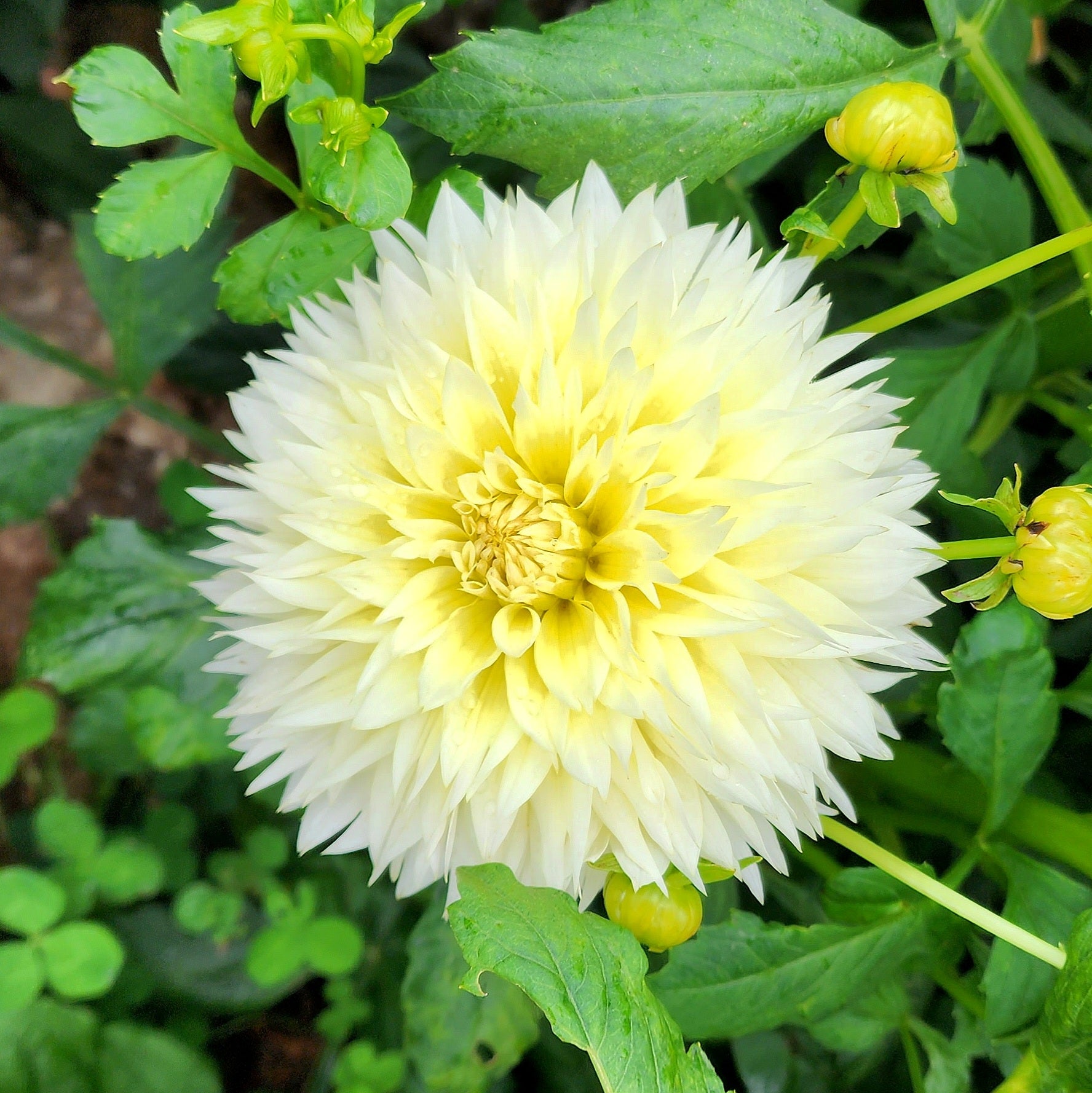 Creamy Yellow Fubuki Dahlia