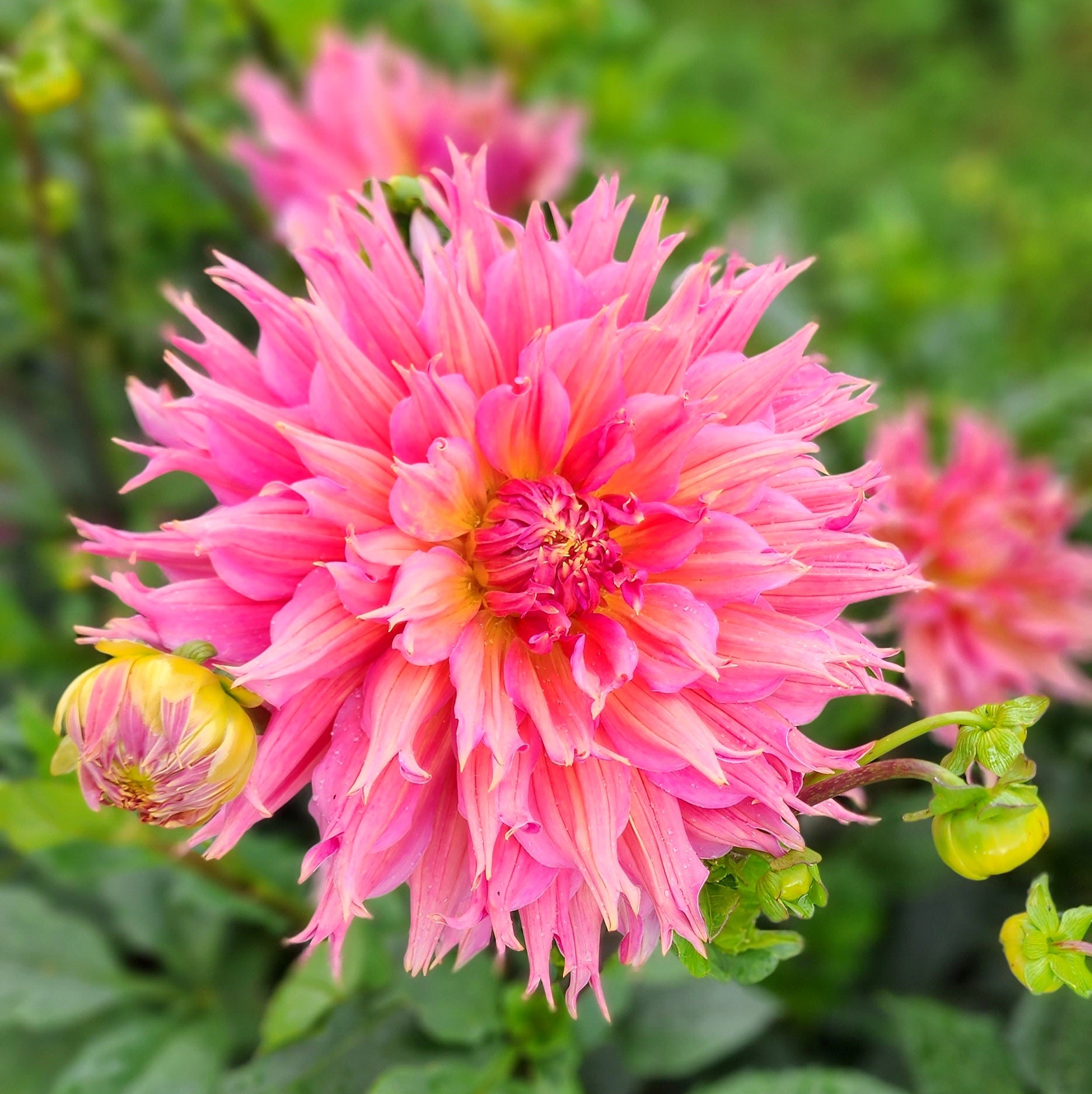 Omega Dahlia
