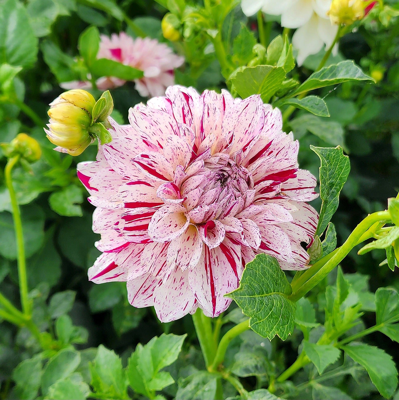 Prince Valiant Dahlia