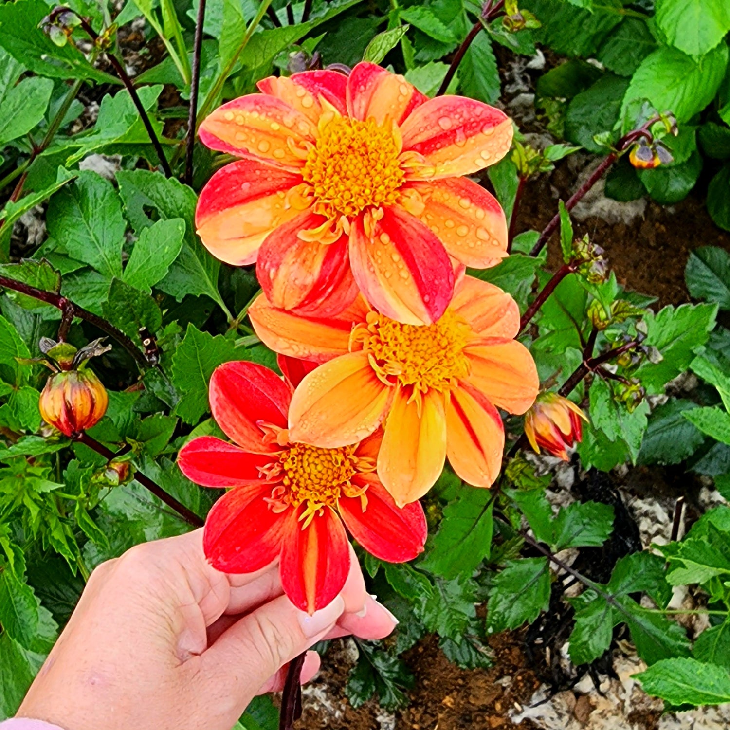 Schipper's Bronze Single Dahlia
