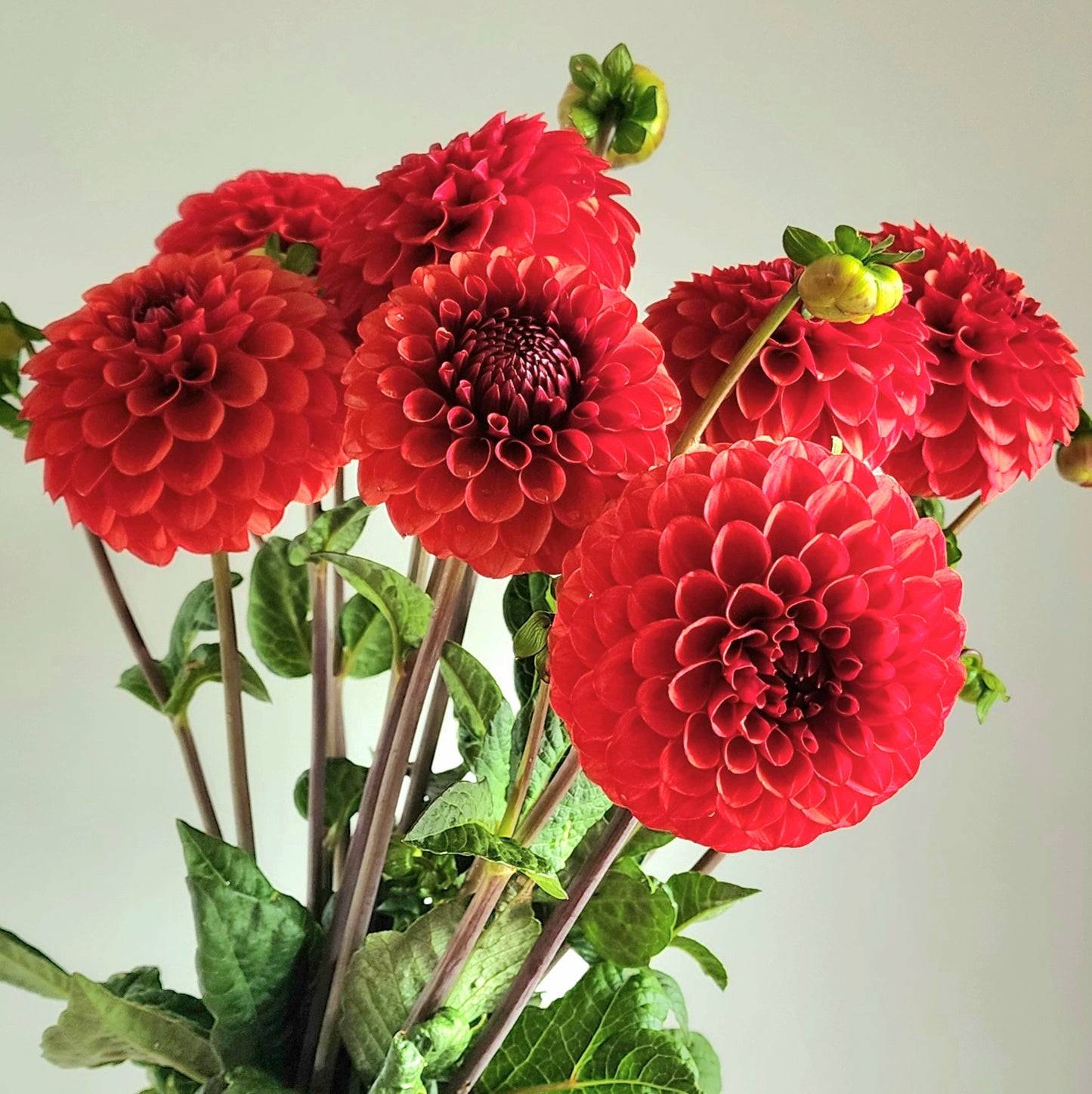 Brown Sugar Dahlia Tuber