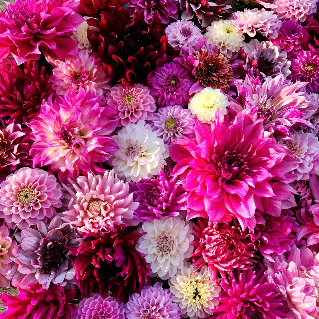 Lessons Learned From Growing Dahlias