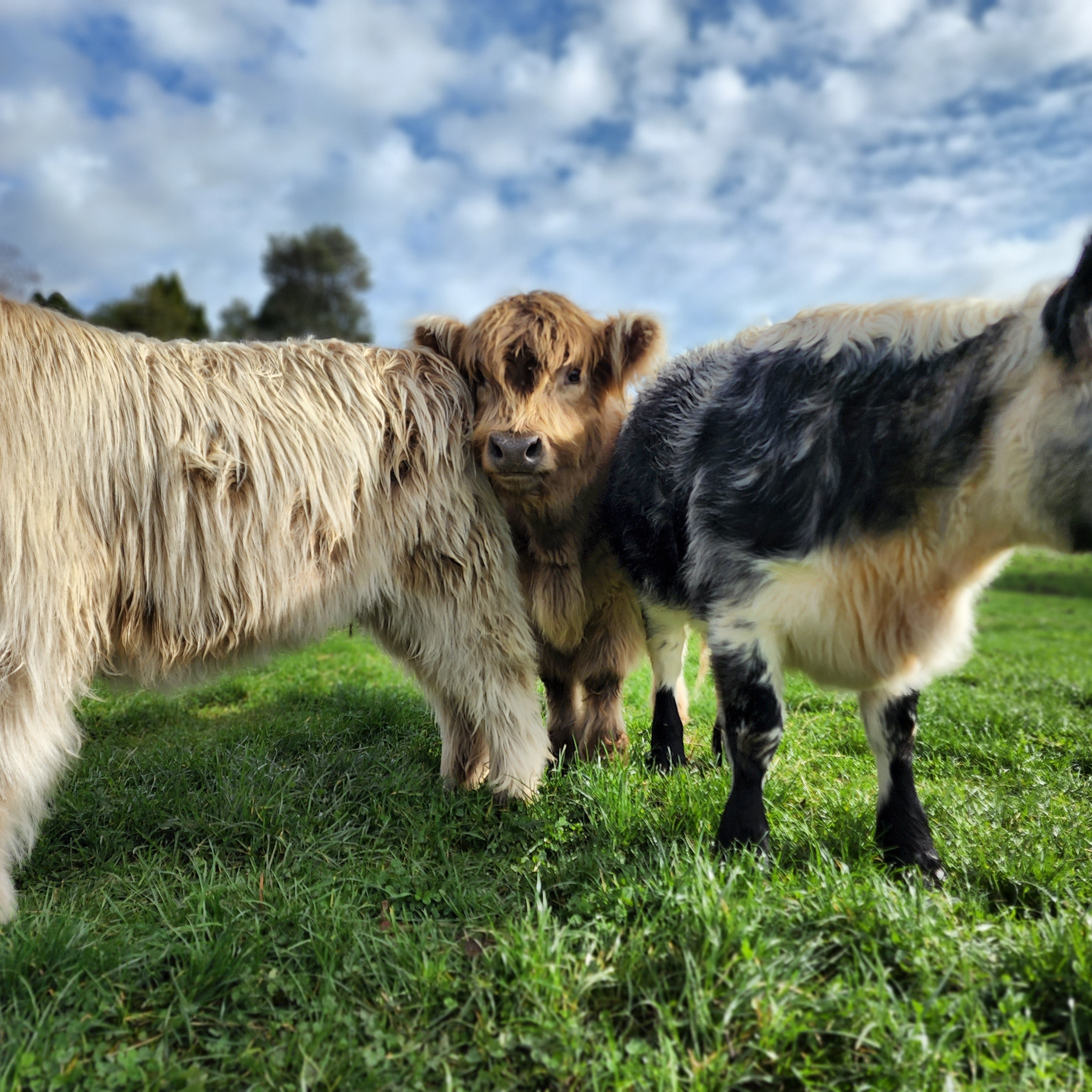 Polled Miniature Highland Calves