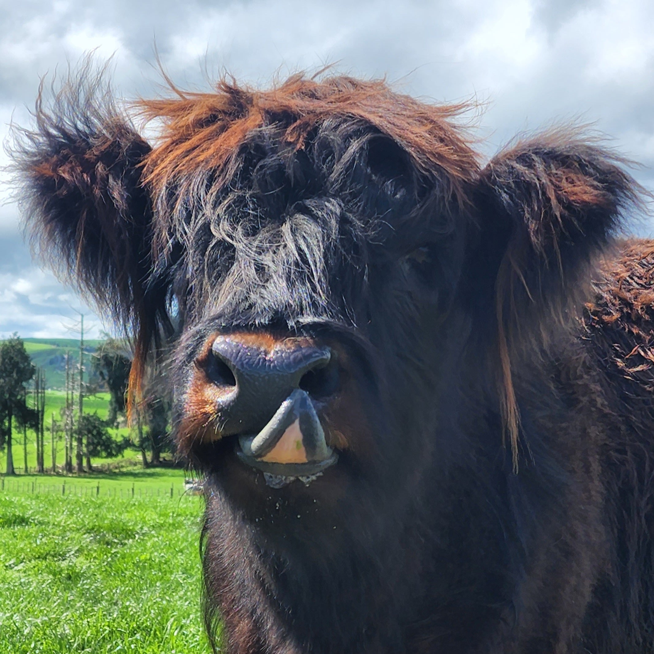 Polled Black Highland Cow