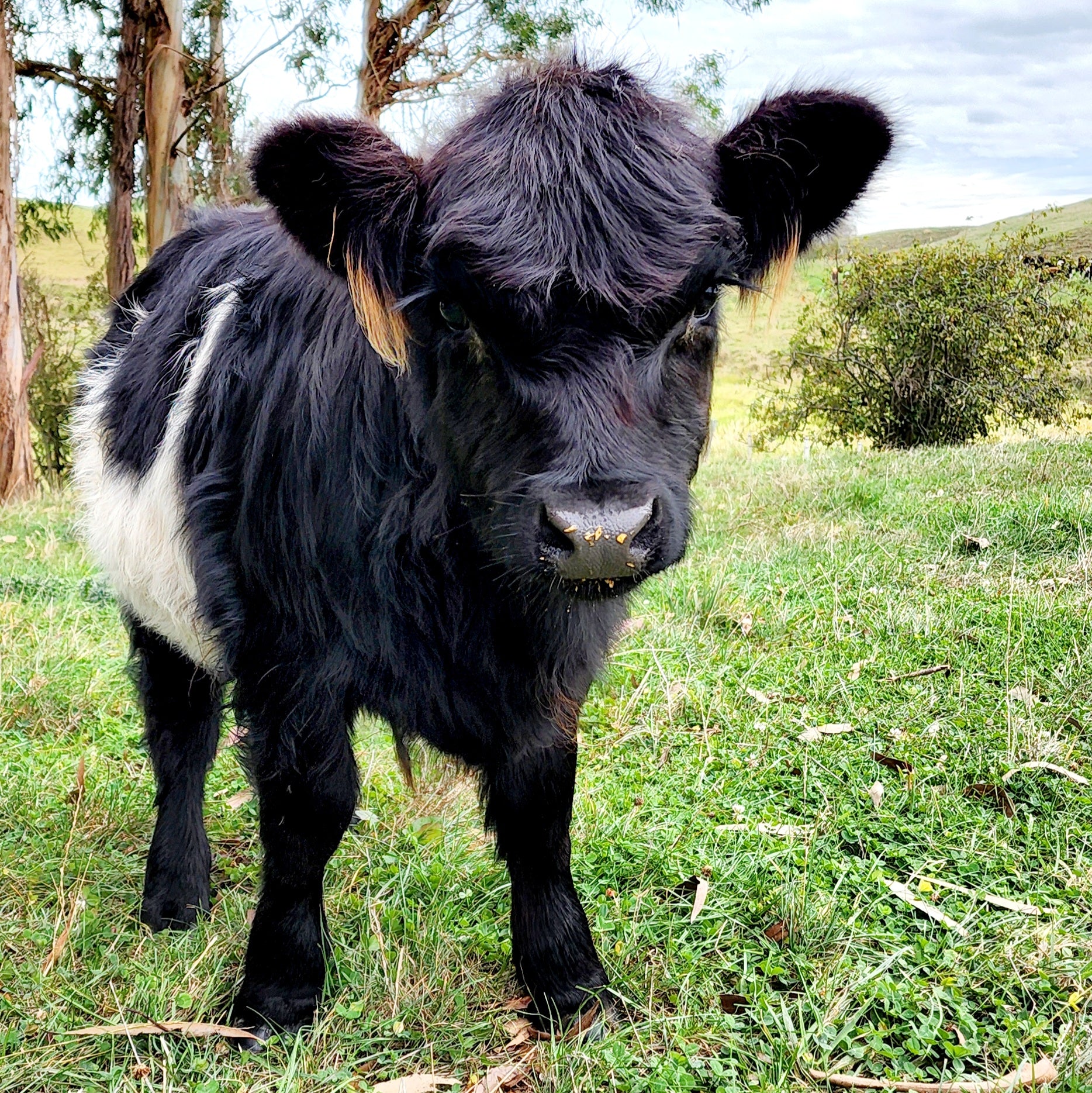 Miniature Highland Belted Galloway Calf