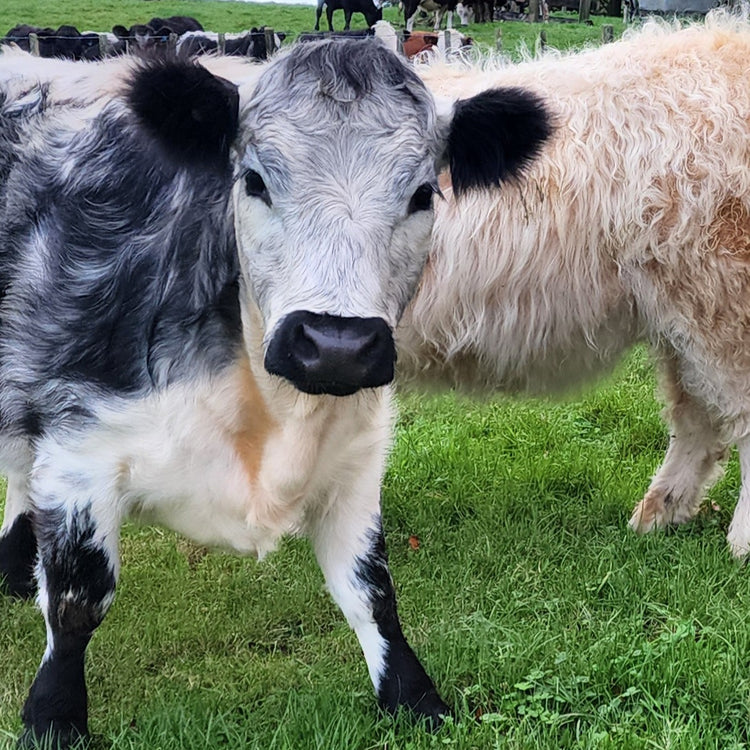 Mini Fluffy Cows at Marlowe Park Miniature Cattle