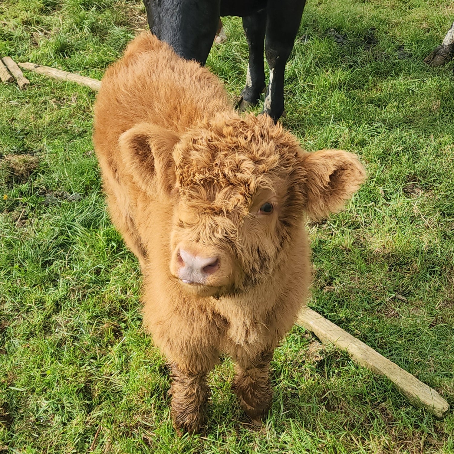 Miniature Calves – Marlowe Park