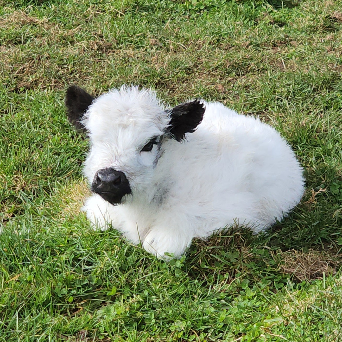 Miniature Highland cross Galloway Calf