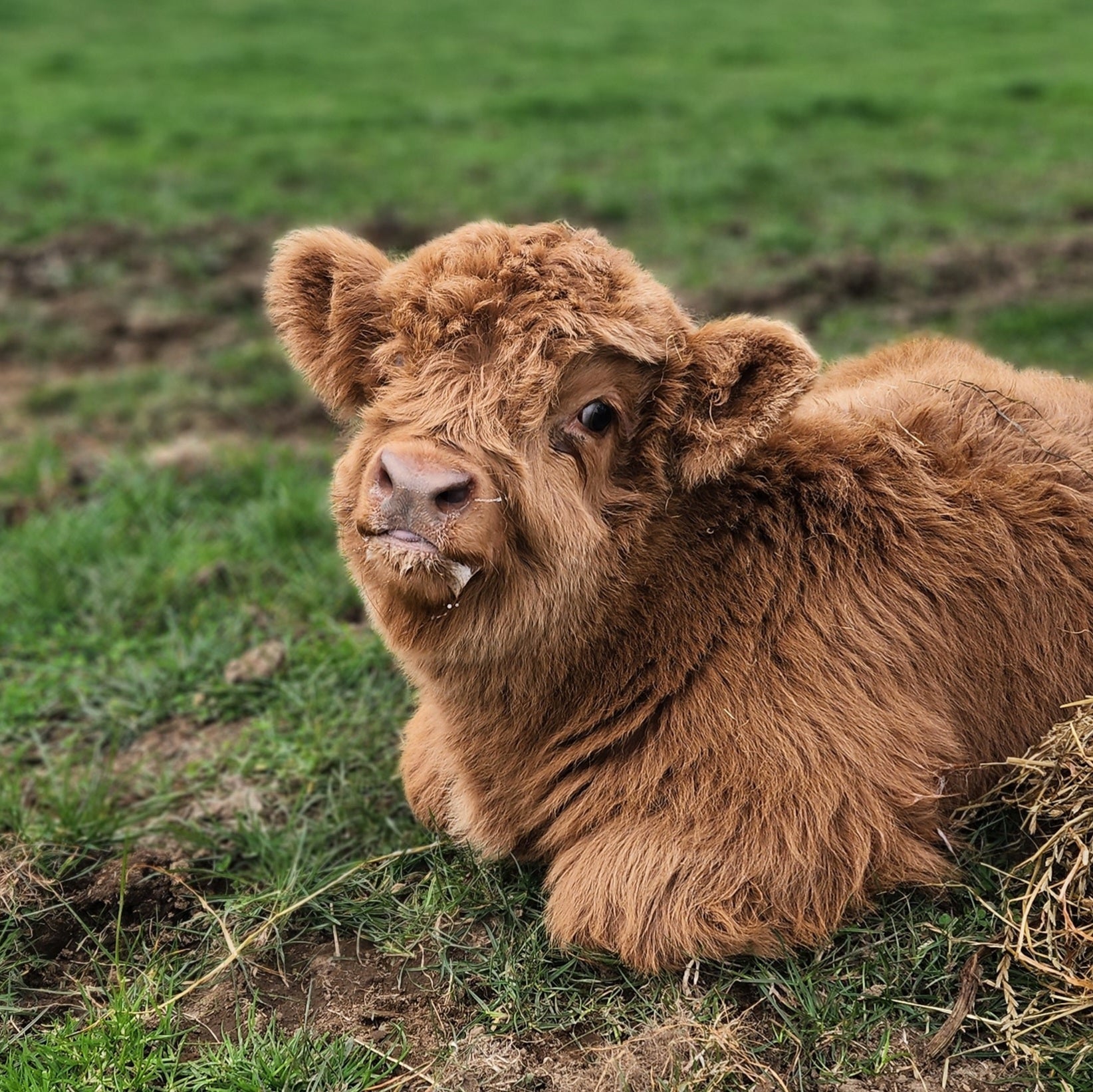 Miniature Highland Bull Calf
