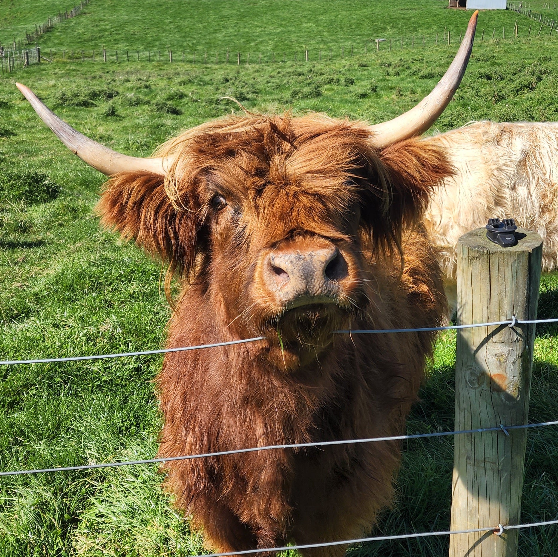 Red Highland Cow