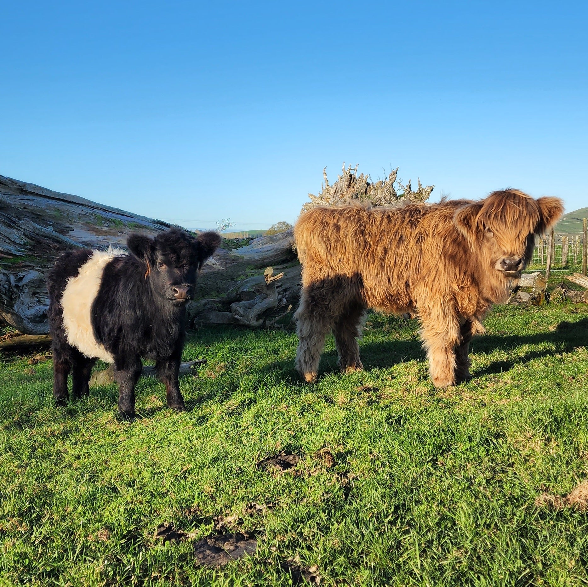 Miniature Highland Belted Galloway Heifers