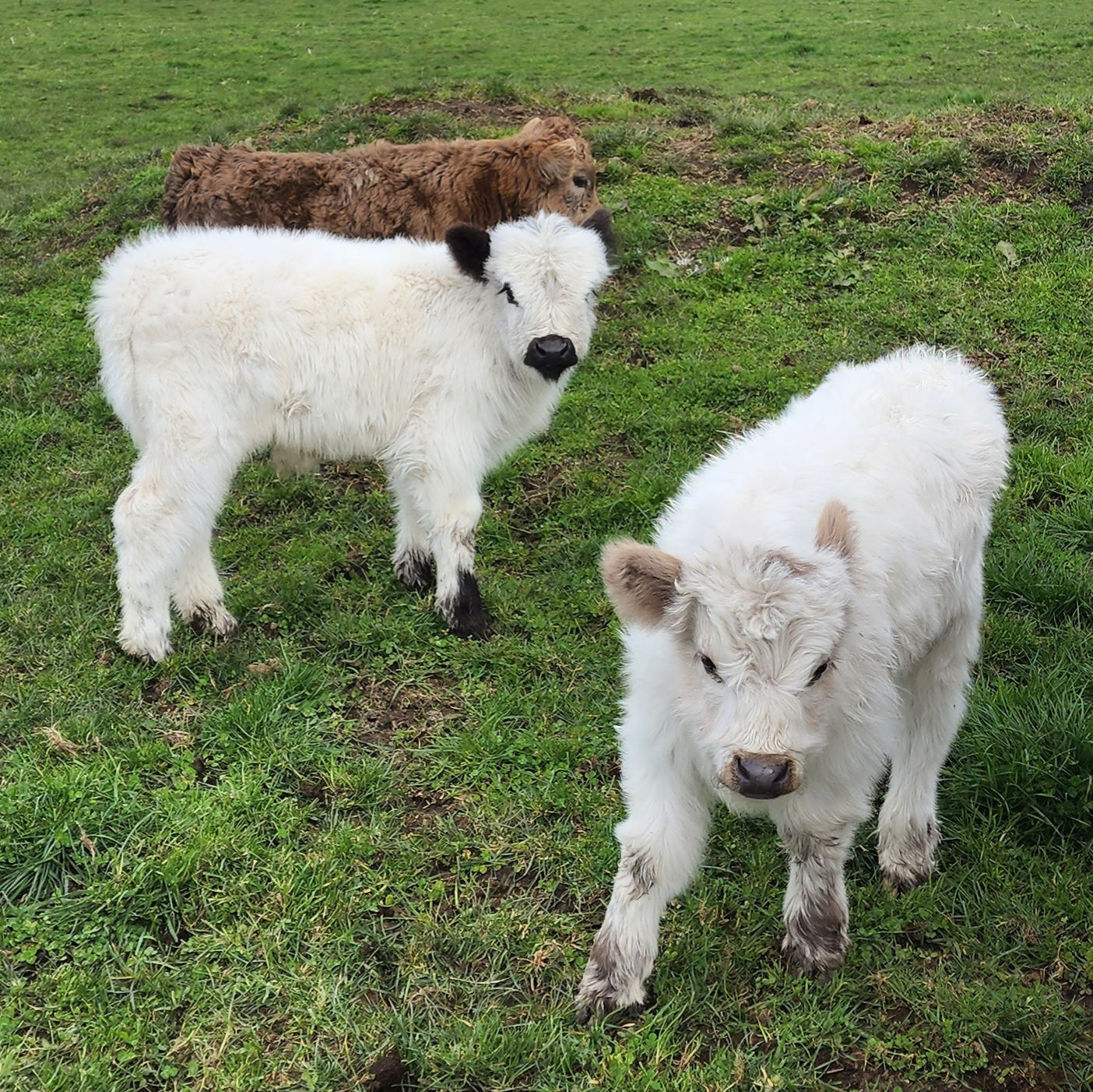 Mini Highland and Highloway Calves