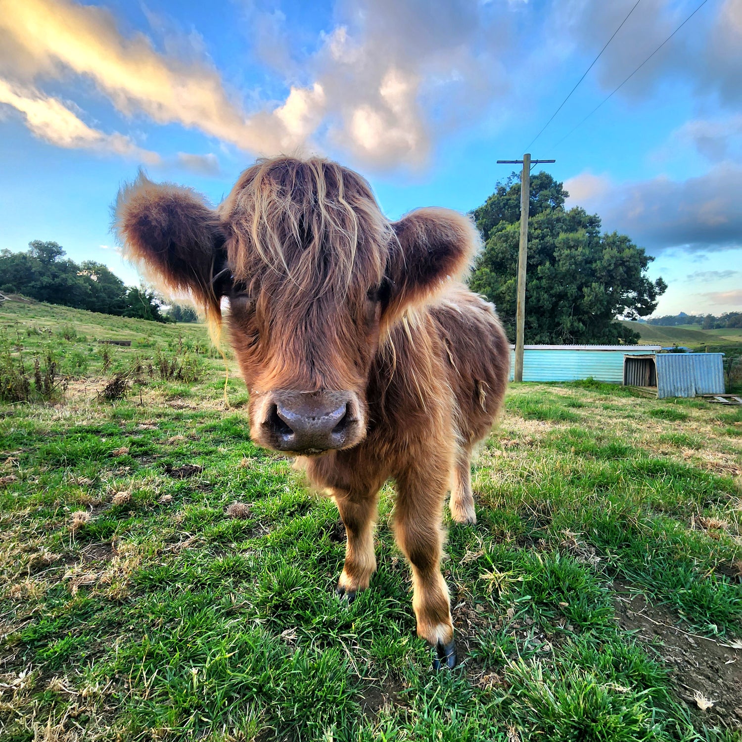 Dun Highland Cow Dehorned in Waikato NZ
