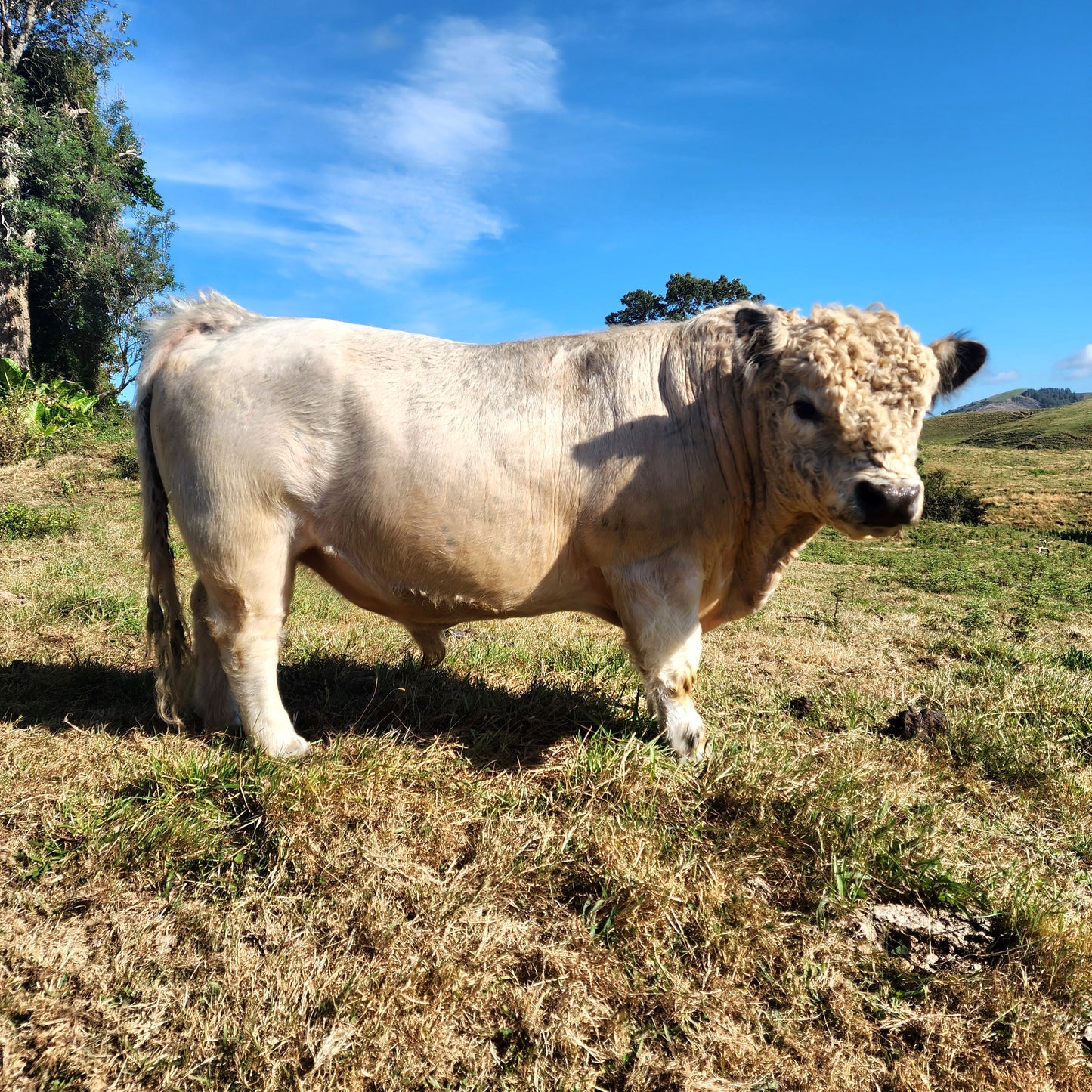 Miniature White Galloway Straws