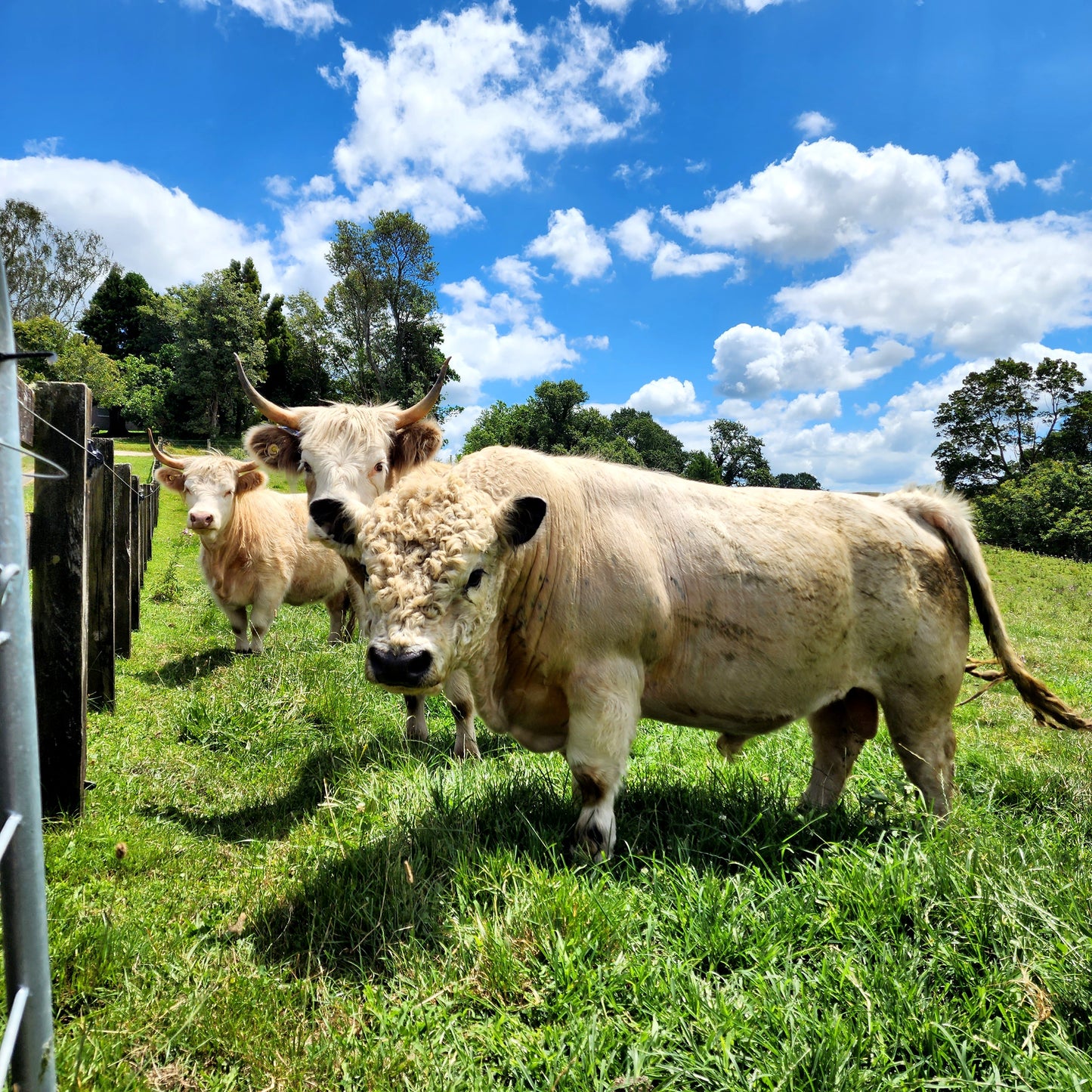 Miniature White Galloway Straws