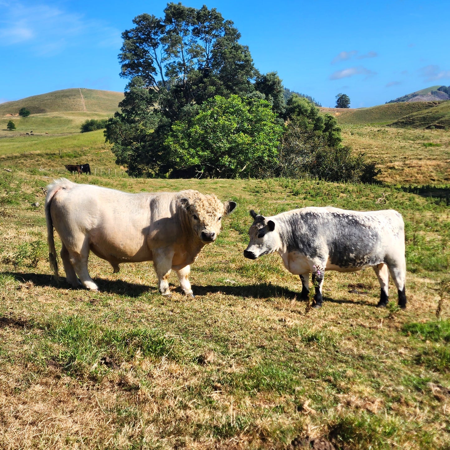 Miniature White Galloway Straws