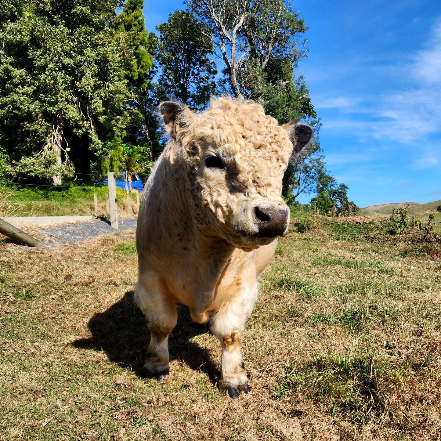 Miniature White Galloway Straws