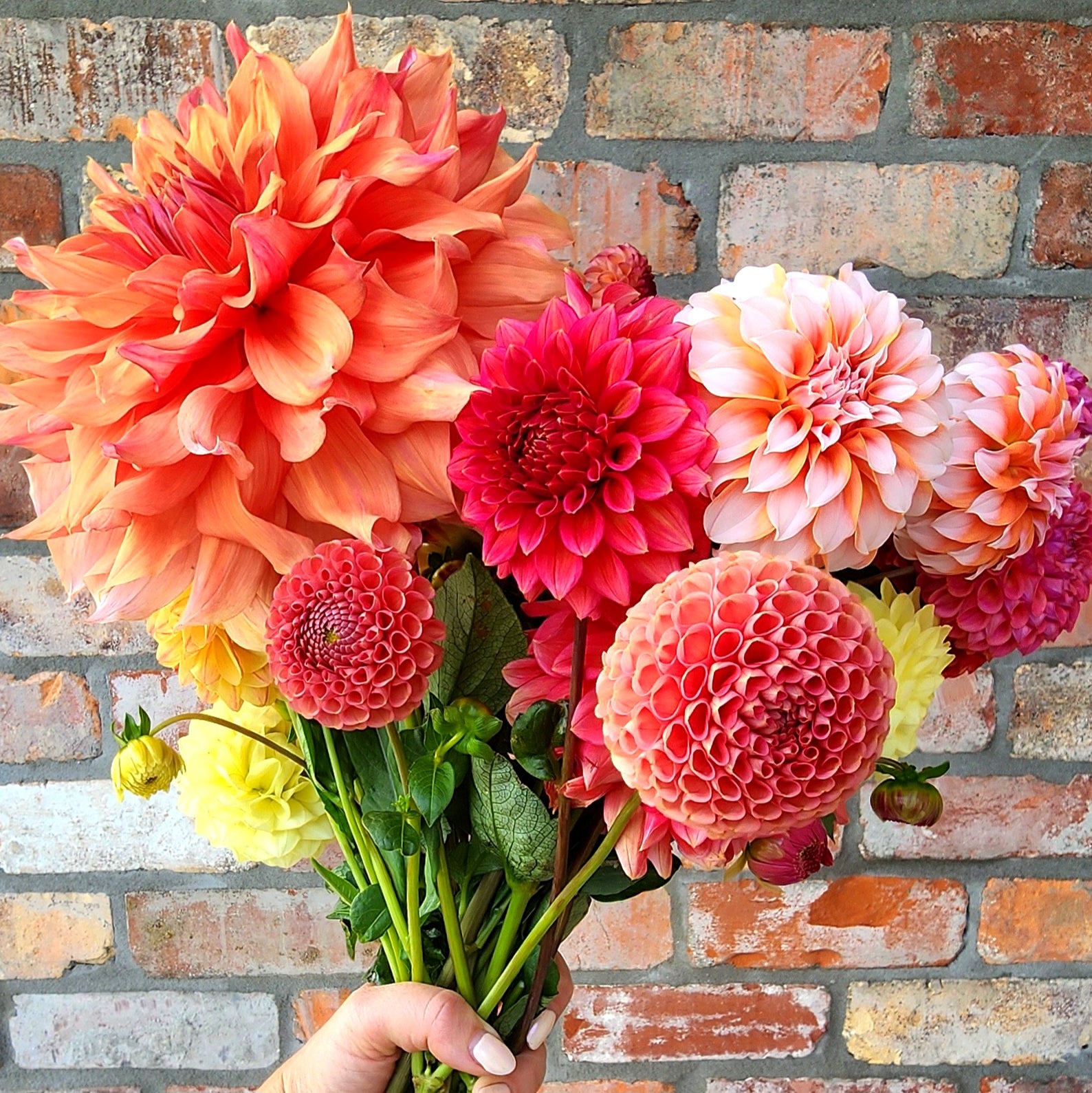 Dahlias grown in Waikato New Zealand