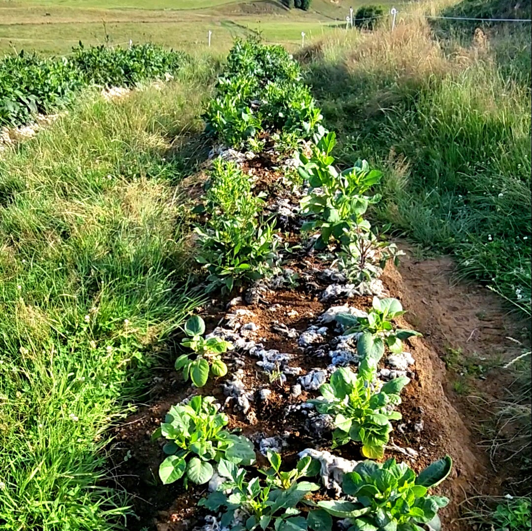 Dahlia plants in Waikato New Zealand