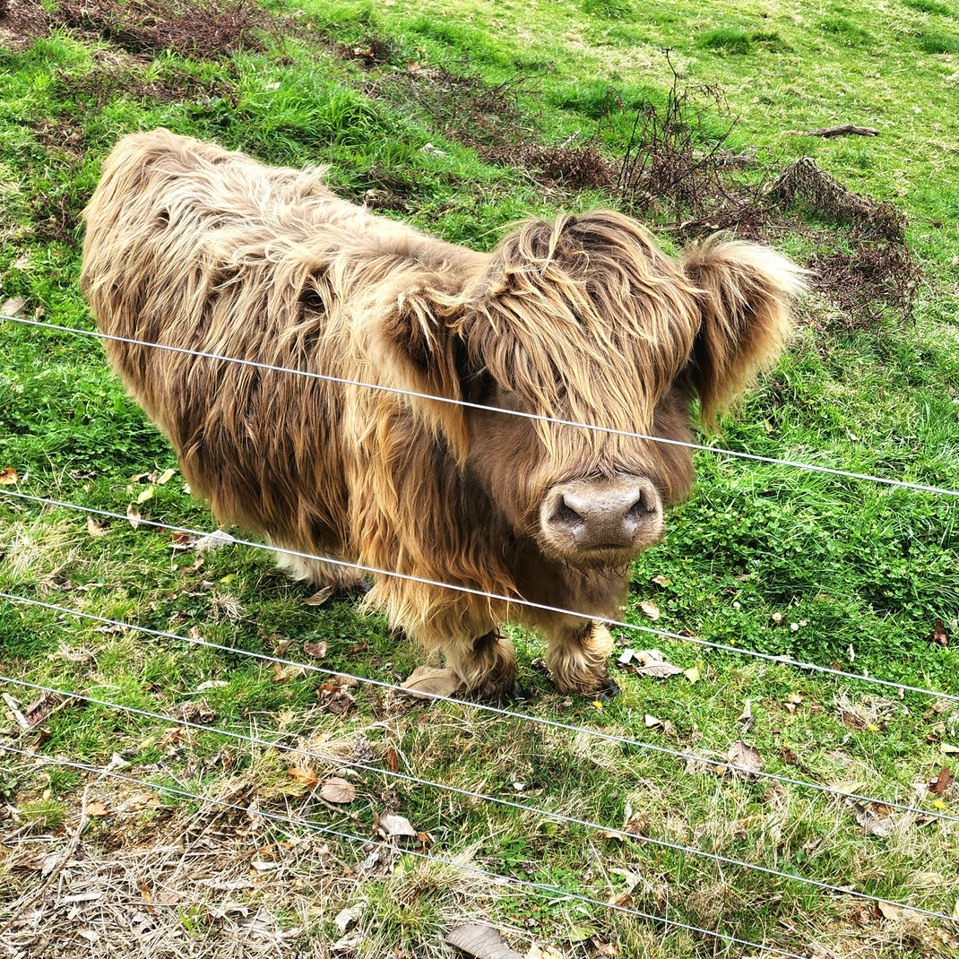 Samll Cow Chondro in Mini Cattle – Marlowe Park