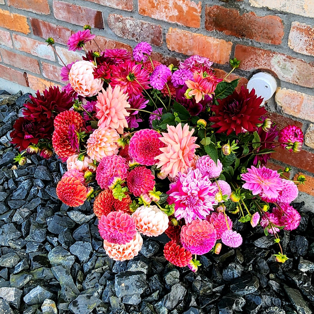 Dahlias grown in Waikato New Zealand