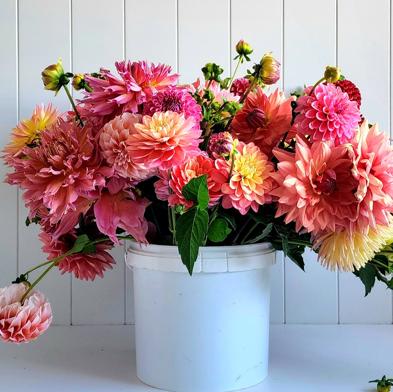 Dahlias grown in Waikato New Zealand