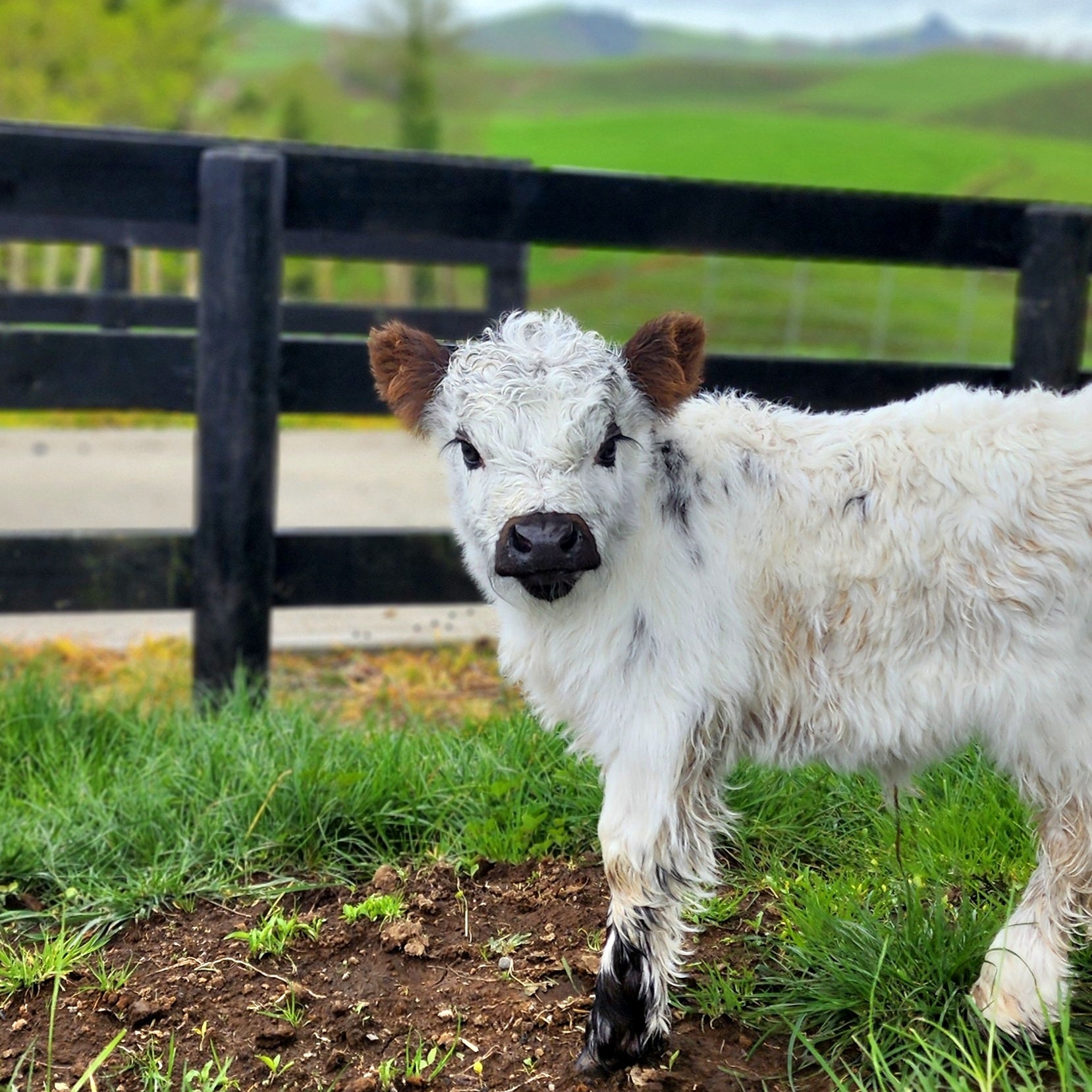 MIniature Galloway and MIniature Highland Calves from Marlowe Park