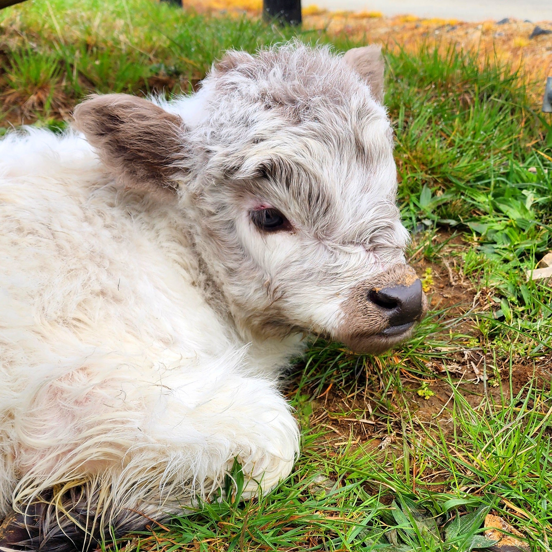 MIniature Galloway and MIniature Highland Calves from Marlowe Park