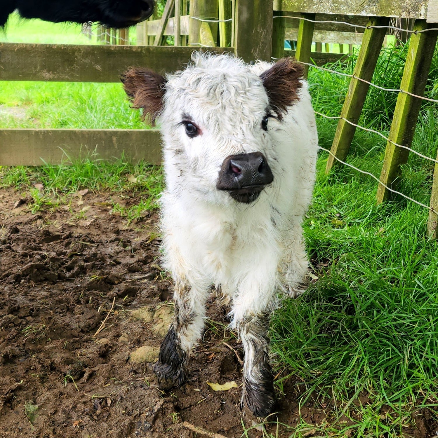 MIniature Galloway and MIniature Highland Calves from Marlowe Park