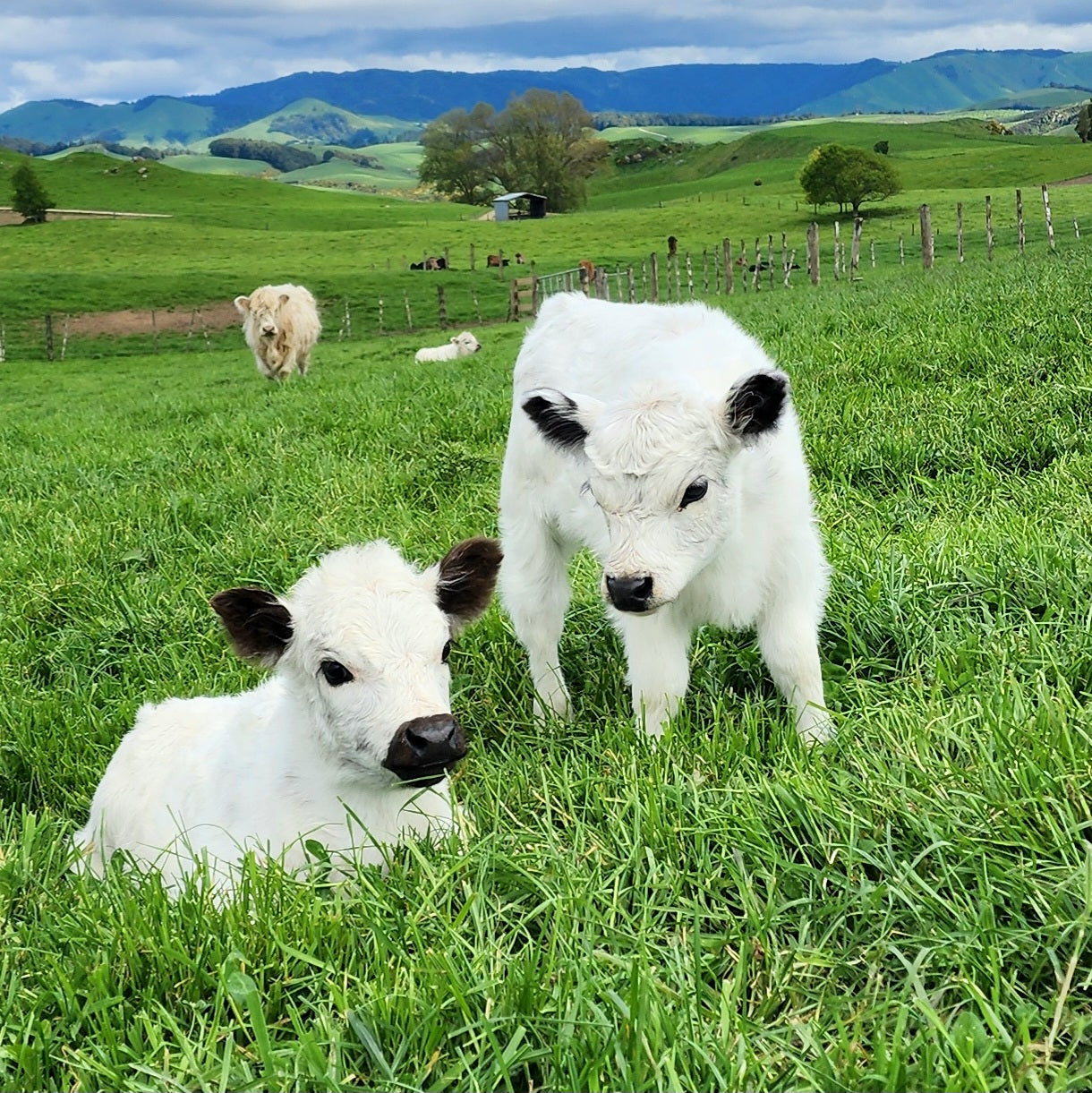 Miniature Galloway Calves from Marlowe Park