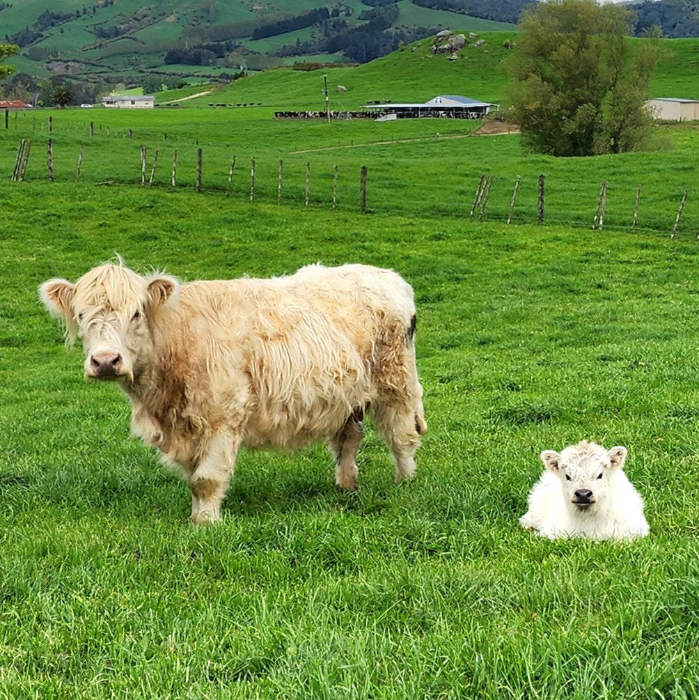 MIniature Galloway and MIniature Highland Calves from Marlowe Park