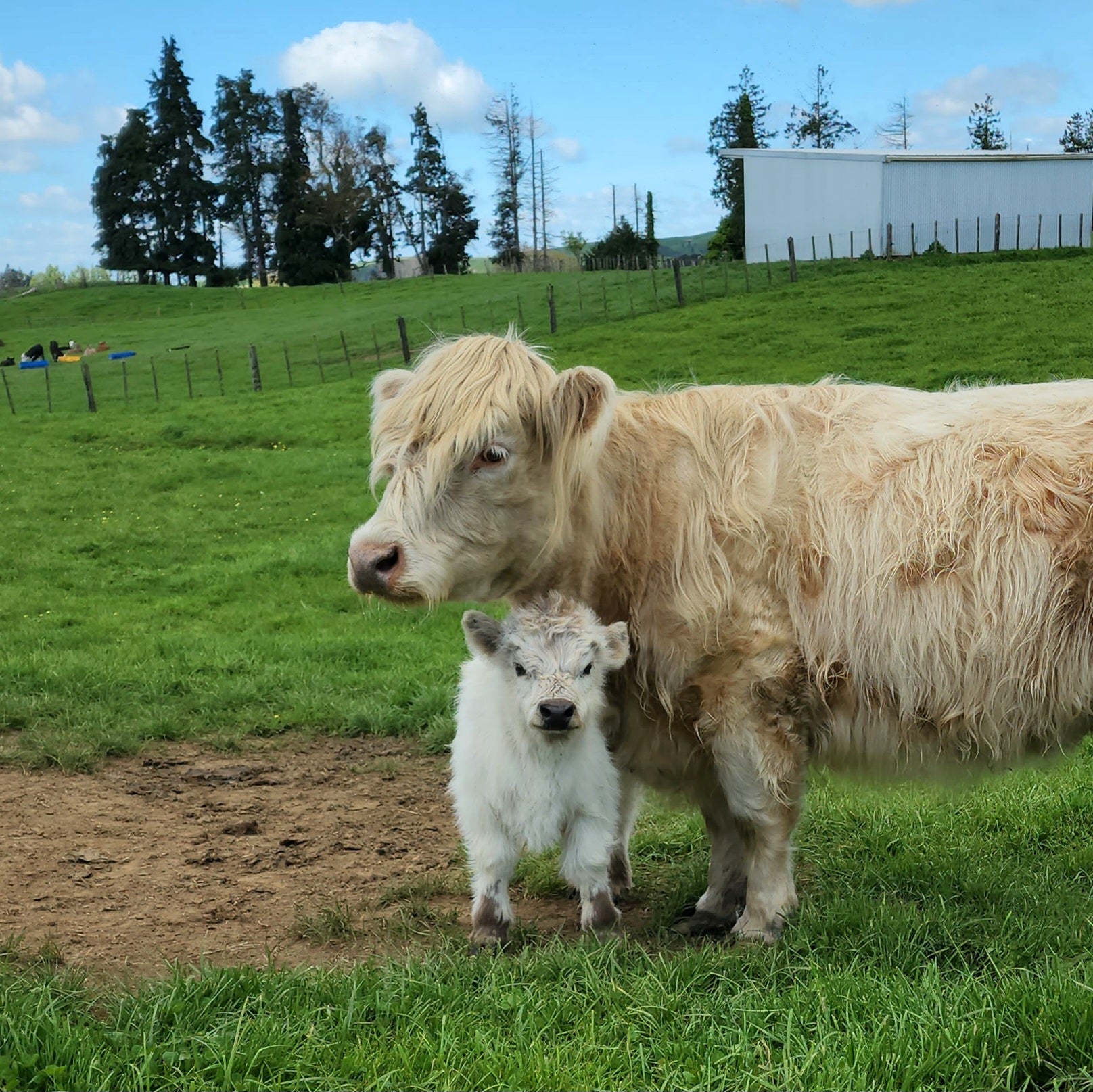 MIniature Galloway and MIniature Highland Calves from Marlowe Park