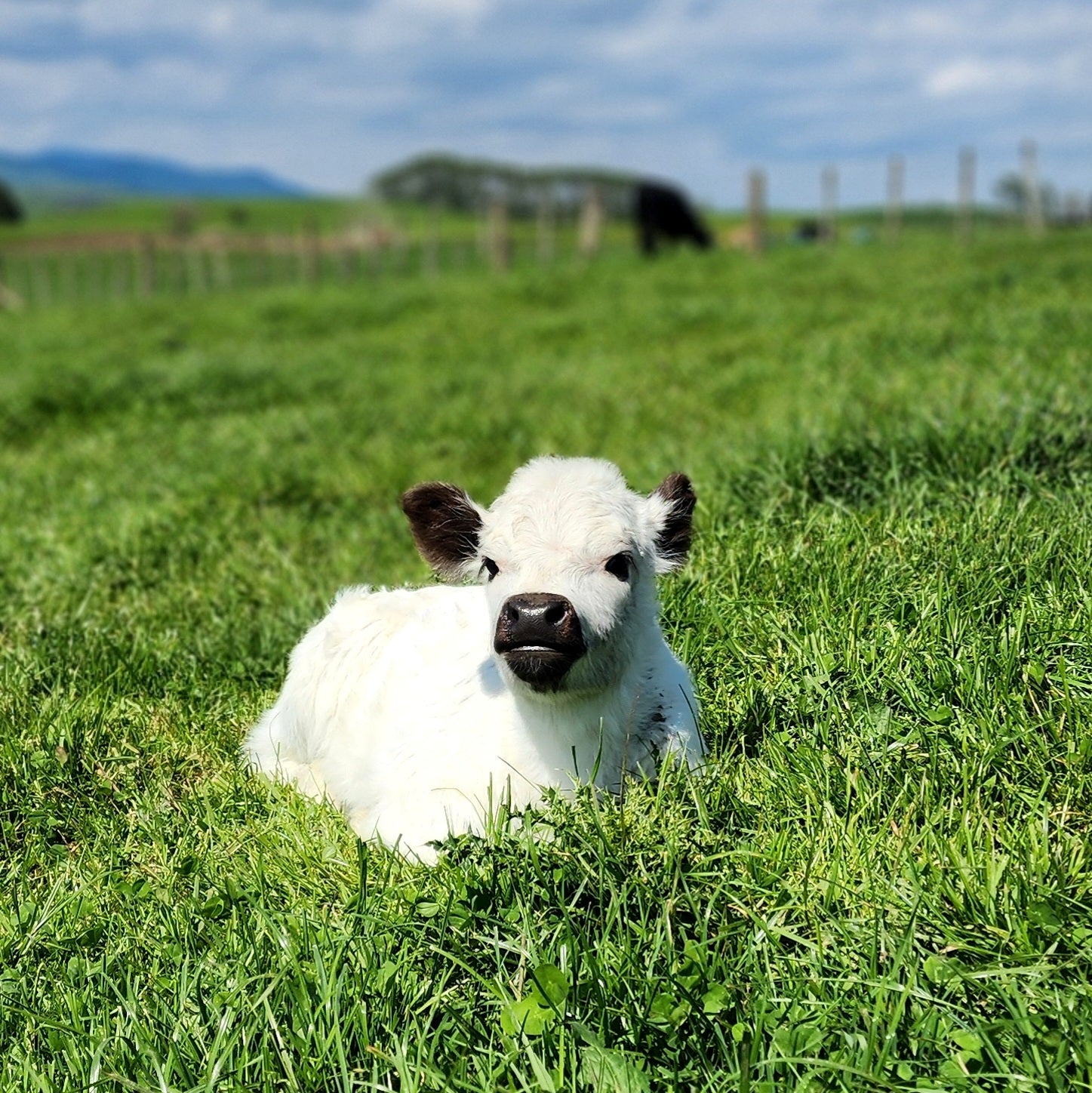 Miniature Galloway Calves from Marlowe Park