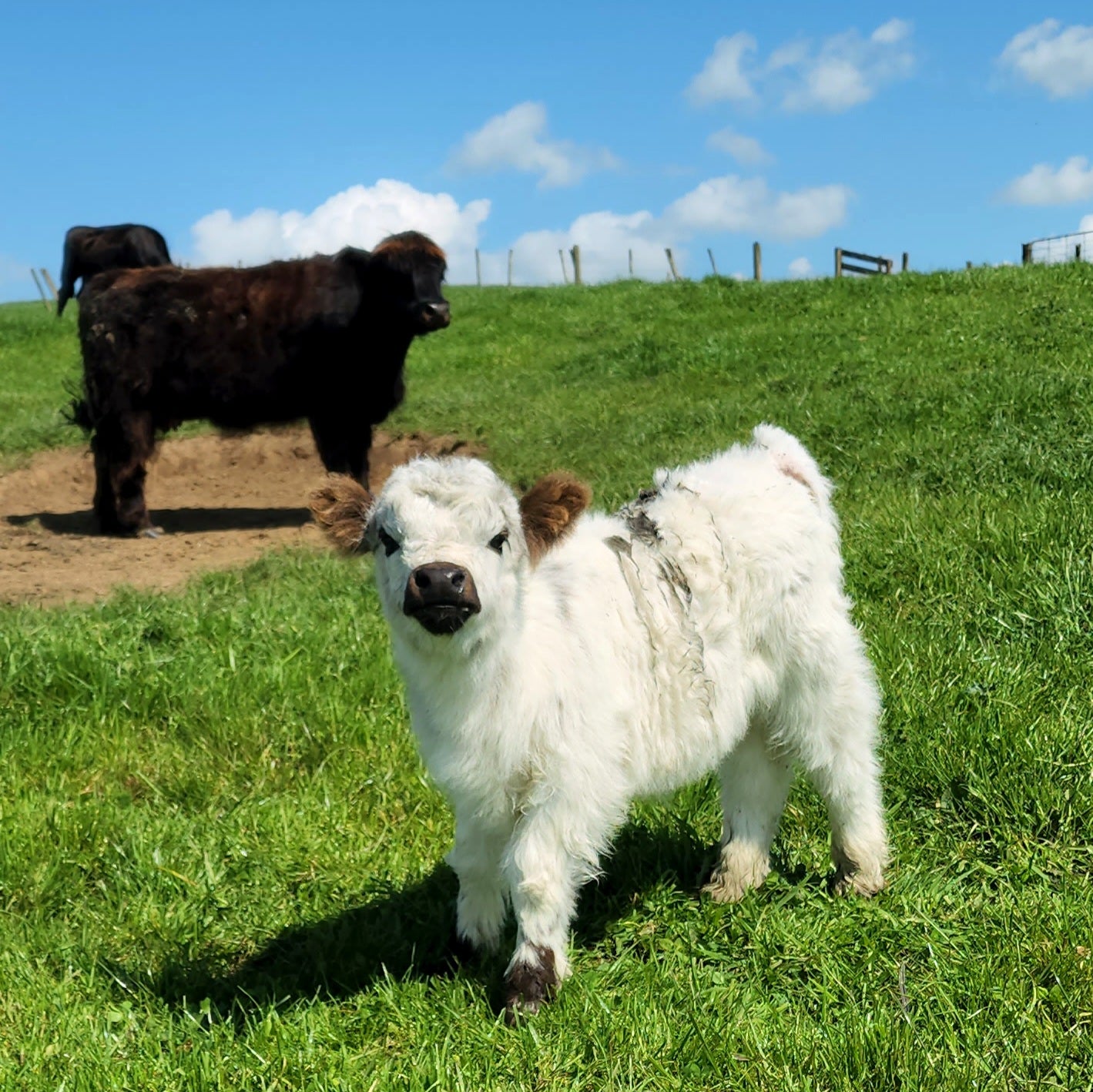 MIniature Galloway and MIniature Highland Calves from Marlowe Park