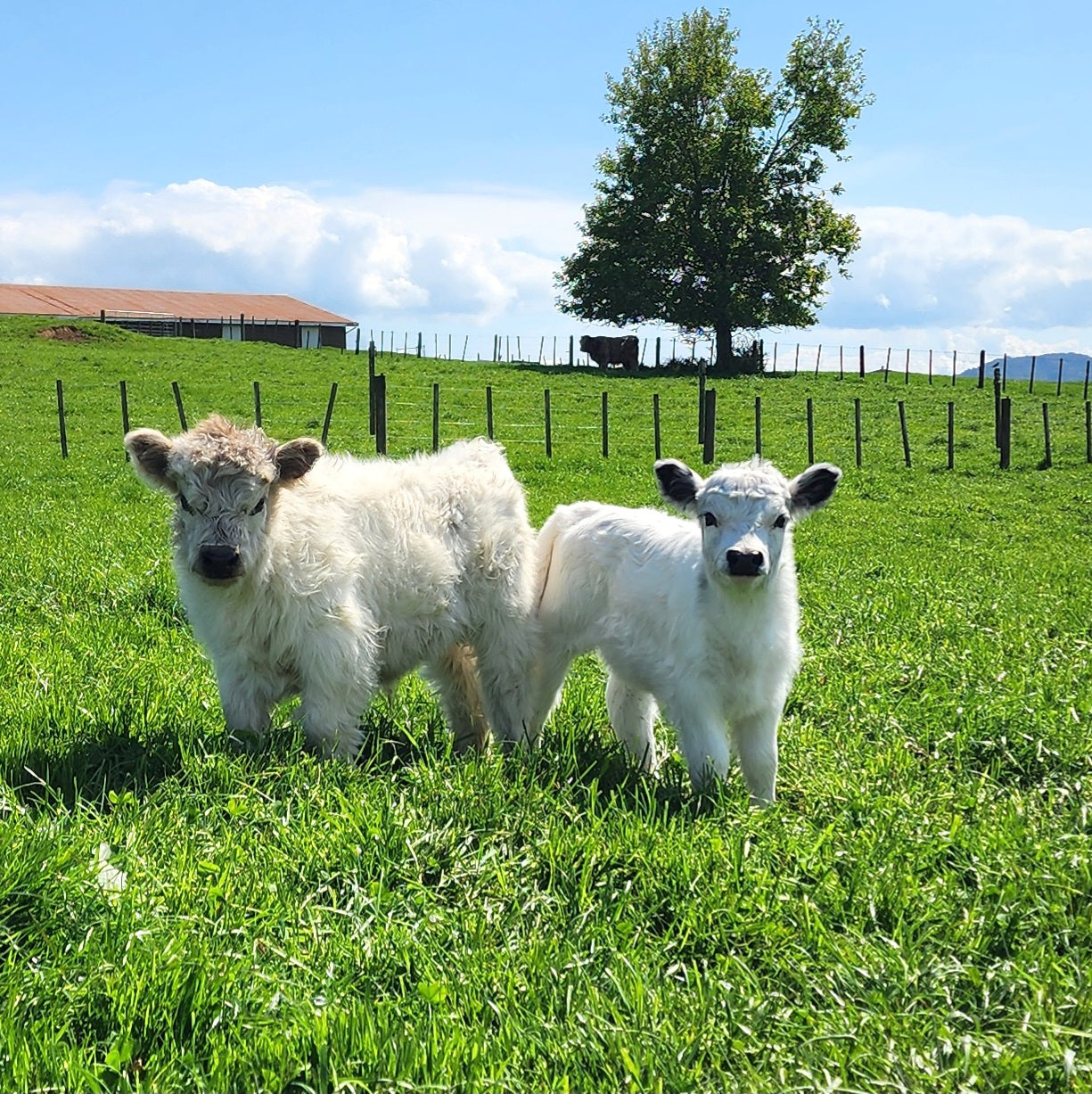 MIniature Galloway and MIniature Highland Calves from Marlowe Park