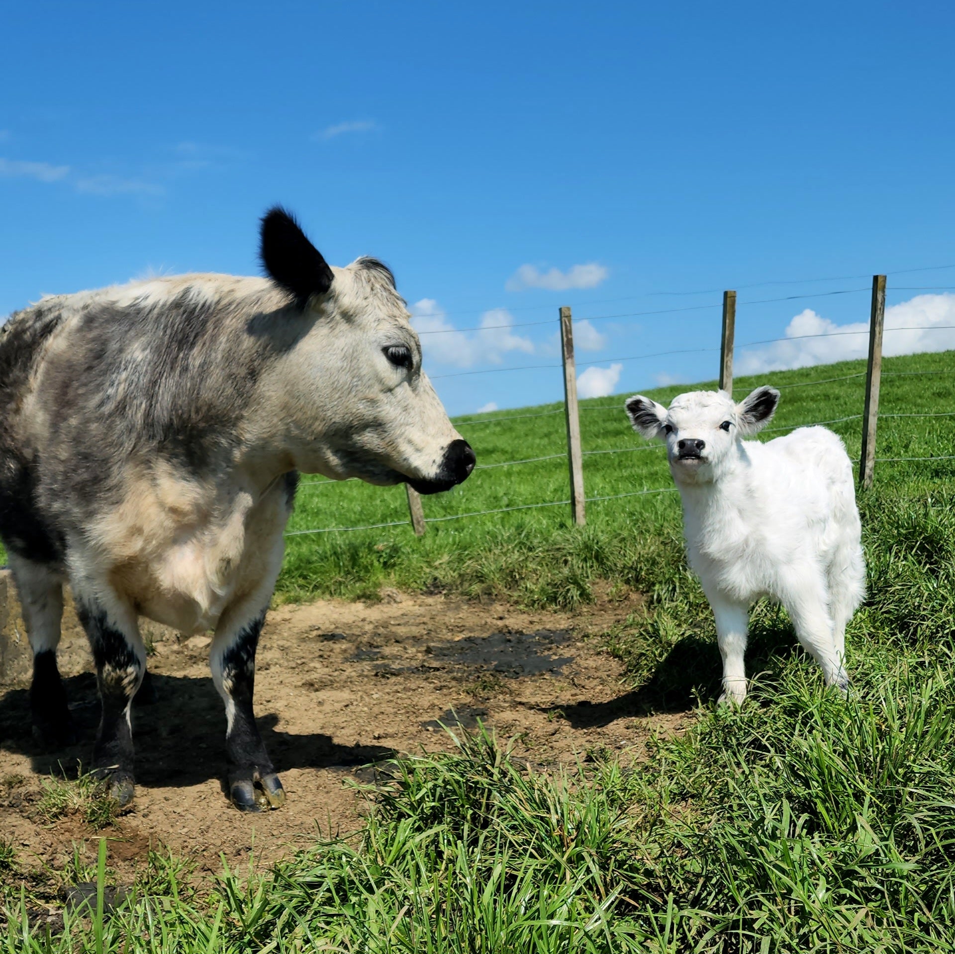 Miniature Galloway Calves from Marlowe Park