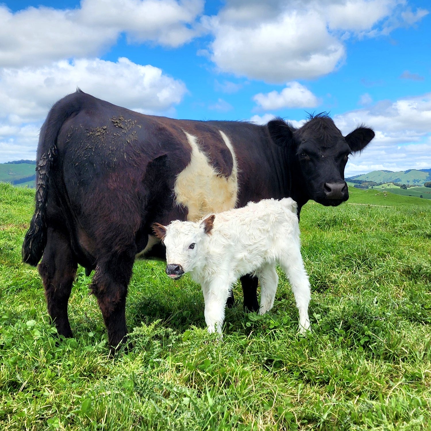 MIniature Galloway and MIniature Highland Calves from Marlowe Park