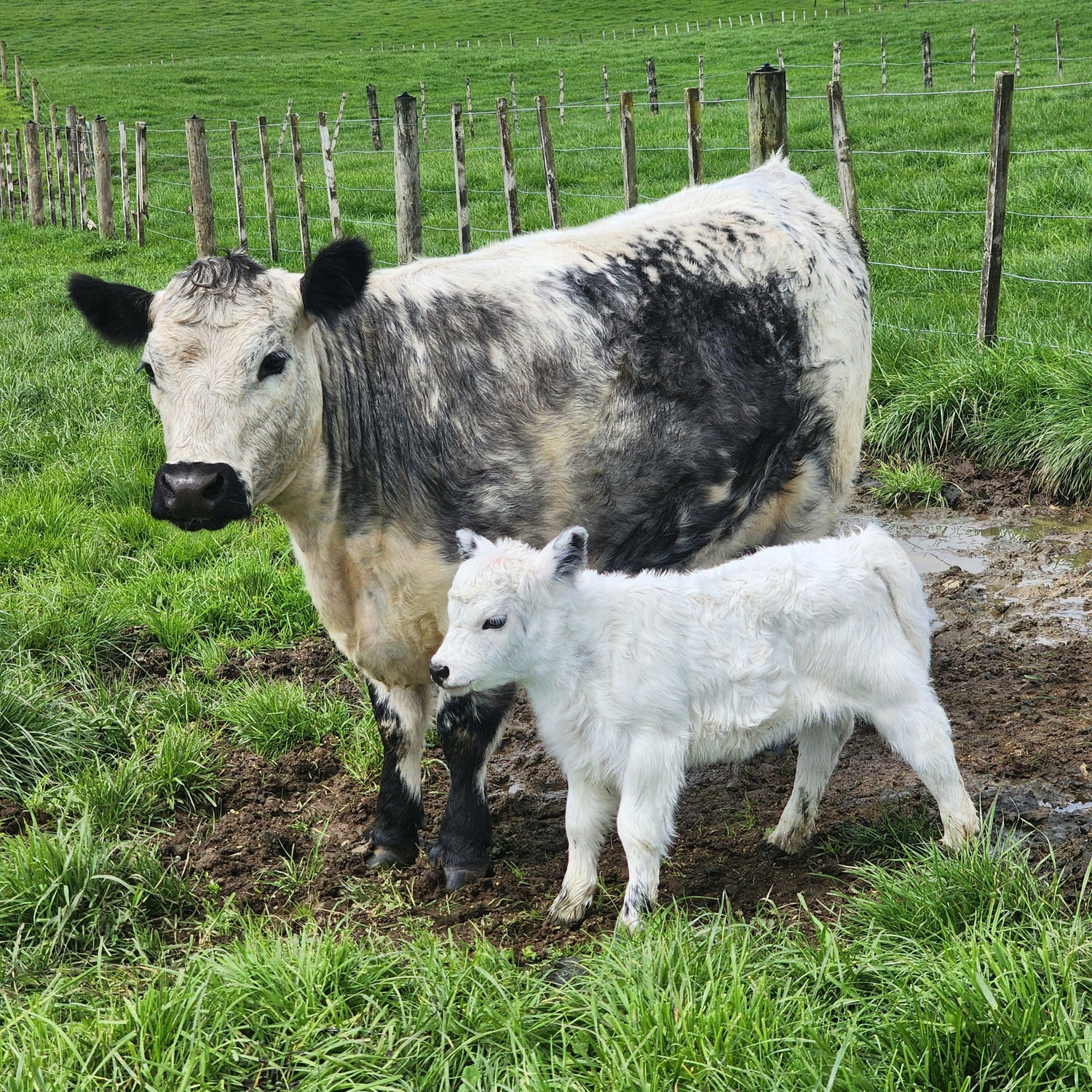 MIniature Galloway cross Miniature Speckle Park calf from Marlowe Park