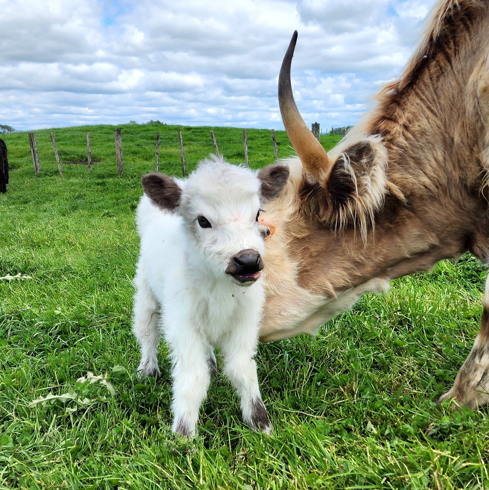 MIniature Galloway and MIniature Highland Calves from Marlowe Park