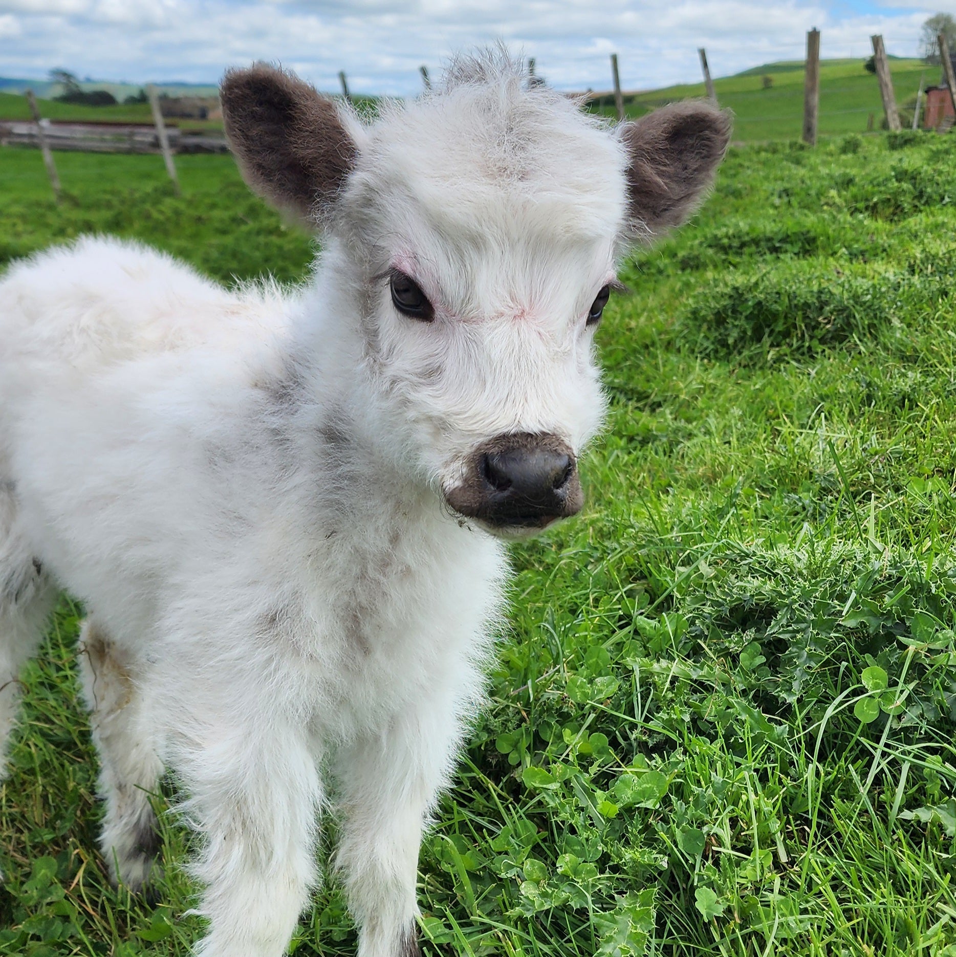 MIniature Galloway and MIniature Highland Calves from Marlowe Park