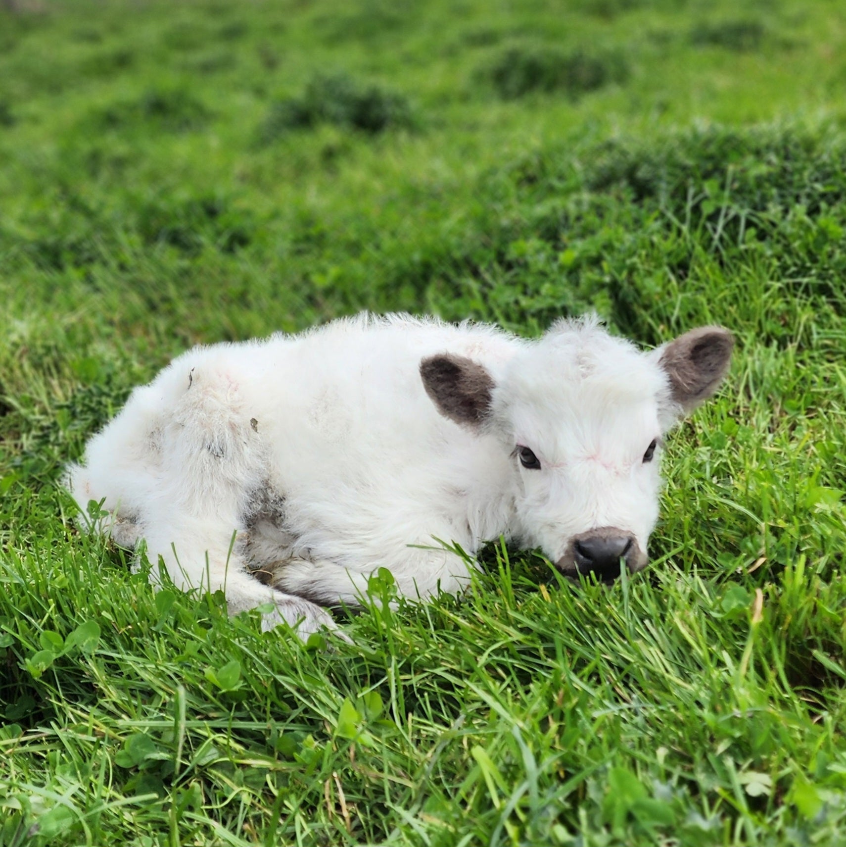 MIniature Galloway and MIniature Highland Calves from Marlowe Park