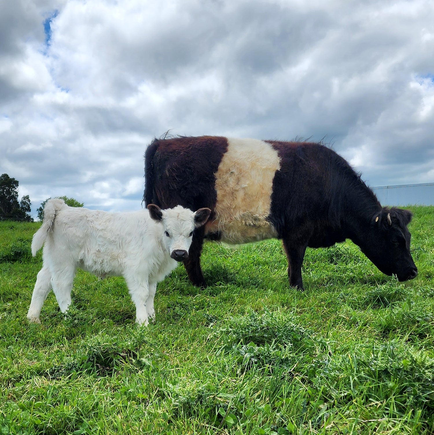 MIniature Galloway and MIniature Highland Calves from Marlowe Park