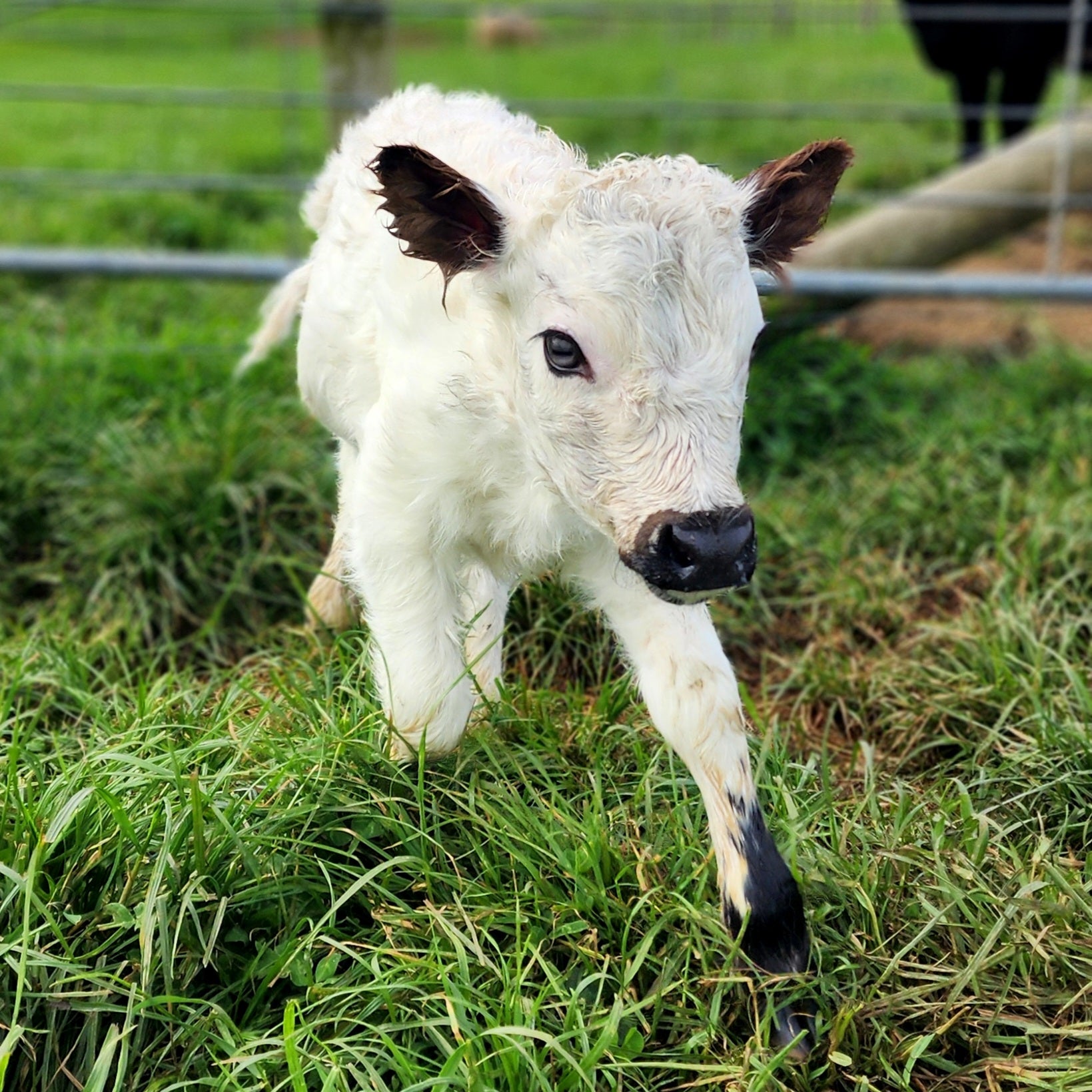 MIniature Galloway and MIniature Highland Calves from Marlowe Park