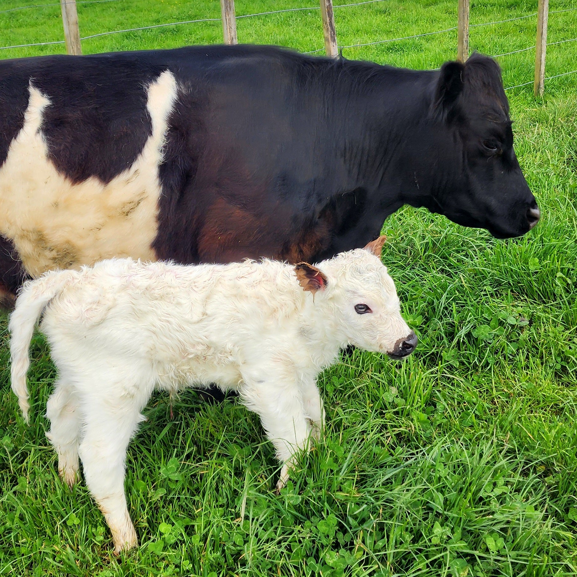 MIniature Galloway and MIniature Highland Calves from Marlowe Park