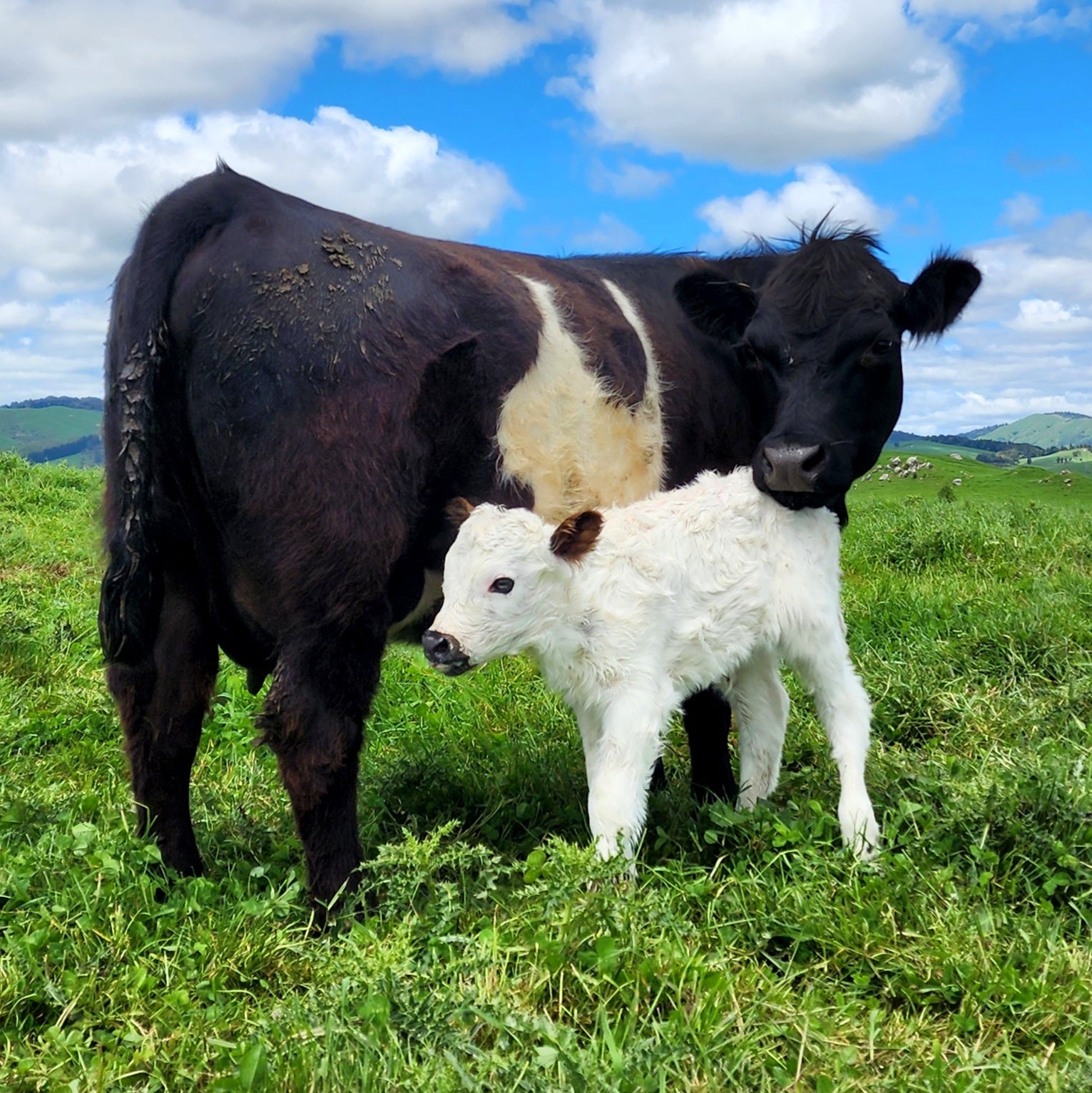 Miniature Belted Galloway cross Miniature White Galloway calf from Marlowe Park