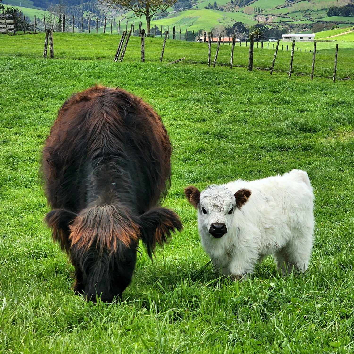 MIniature Galloway and MIniature Highland Calves from Marlowe Park