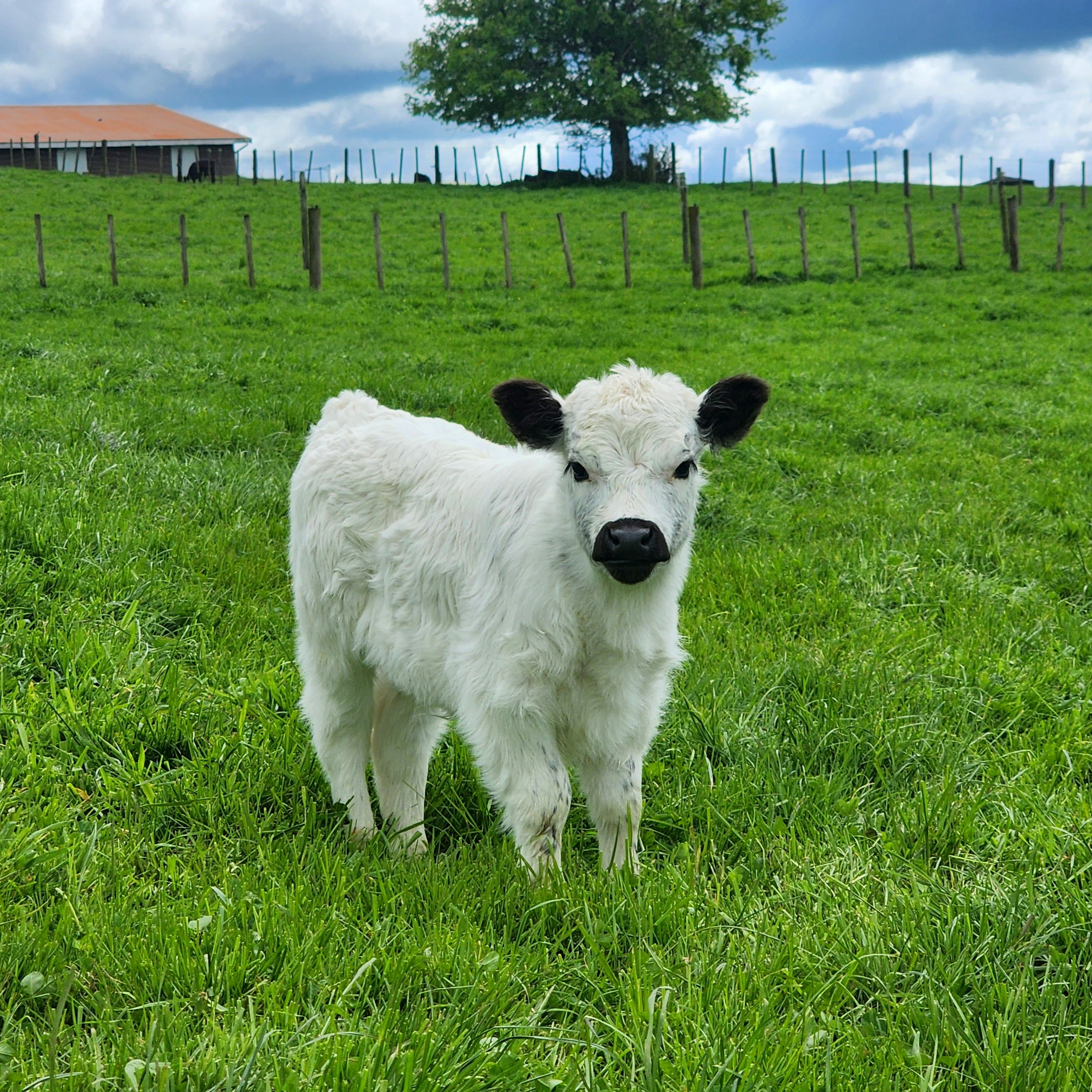 Miniature Galloway Calves from Marlowe Park