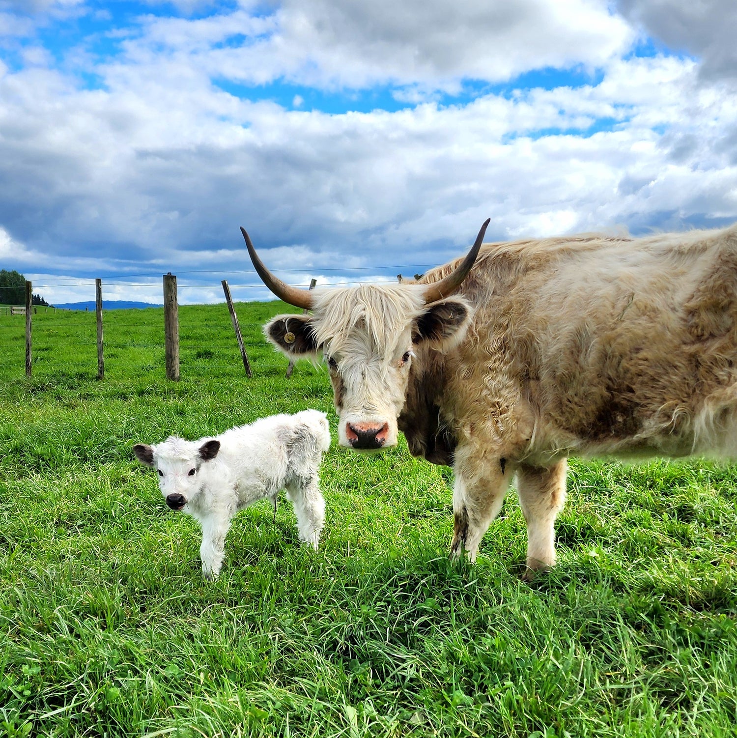 MIniature Galloway and MIniature Highland Calves from Marlowe Park